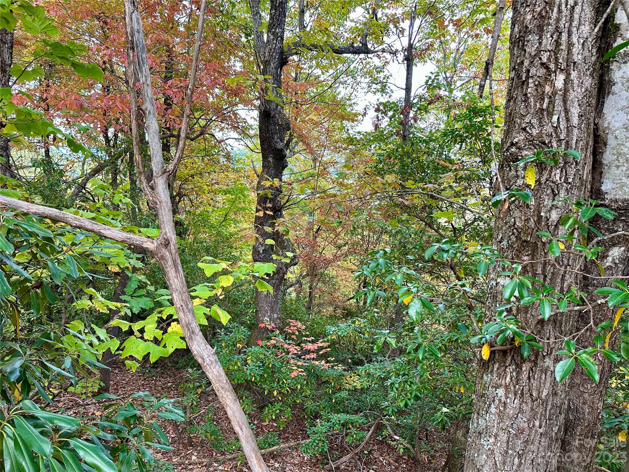 Laurel Mountain Preserve - Land