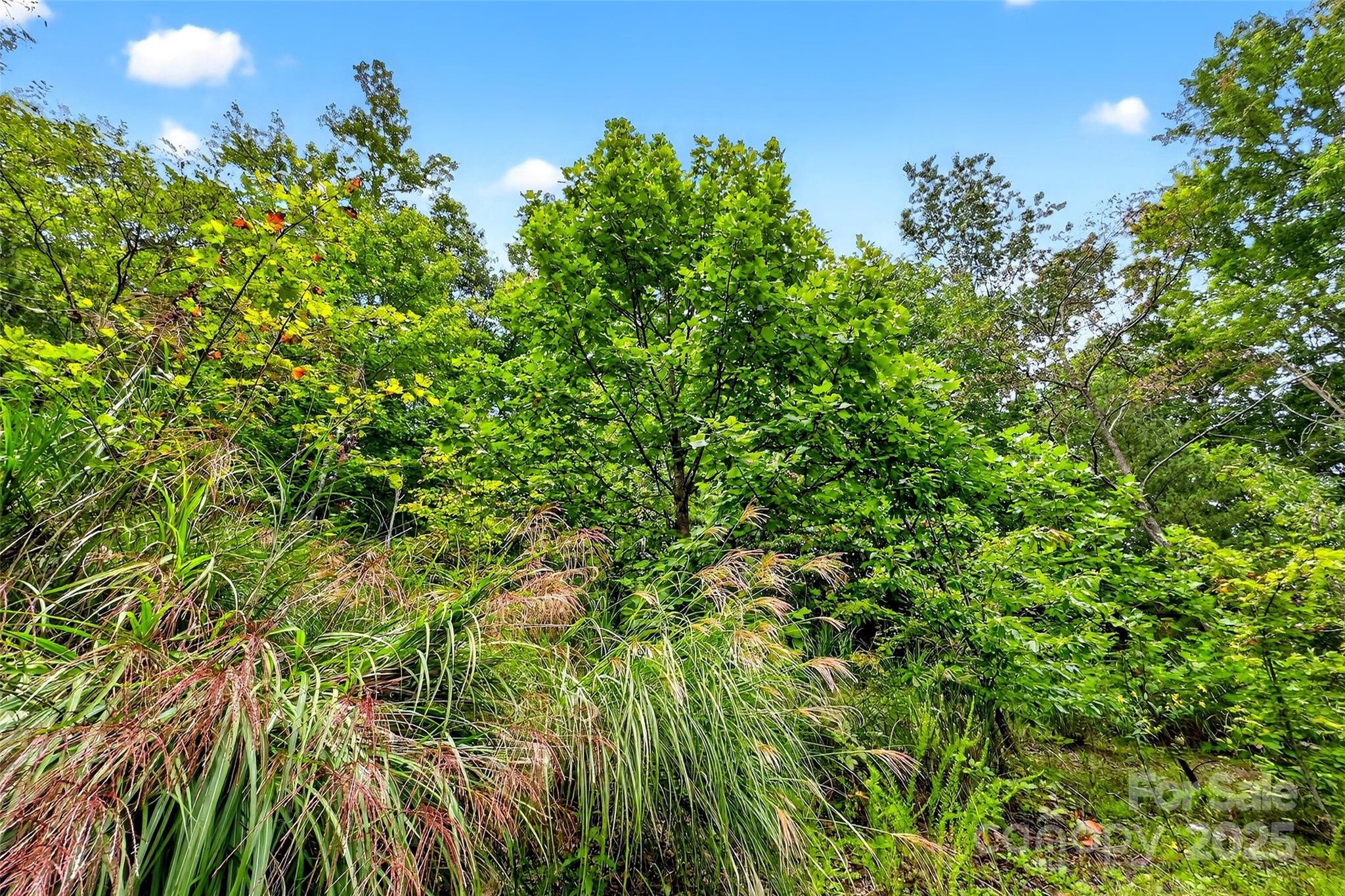 Catawba Falls Preserve - Land