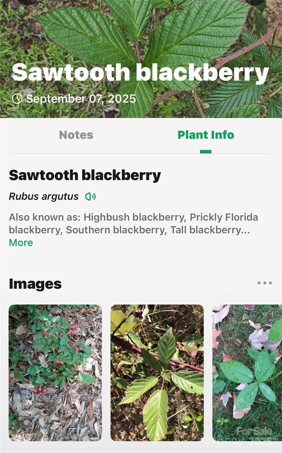 Catawba Falls Preserve - Land