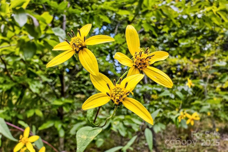 Priced well below tax value! Beautiful and buildable lot in the incredible Catawba Falls Preserve neighborhood. 15 minutes to downtown Black Mountain. 30 minutes to Asheville. CFP borders Pisgah National Forest and connects to scenic hiking trails that lead to the iconic 304-ft Catawba Falls! This beautifully-maintained community features wide paved roads and underground utilities. Close to it all while feeling a world away. CFP is one of the very few gated communities in the area that currently allow short-term rentals - so you have the option to build your mountain dream home and then rent it out when you're not there.