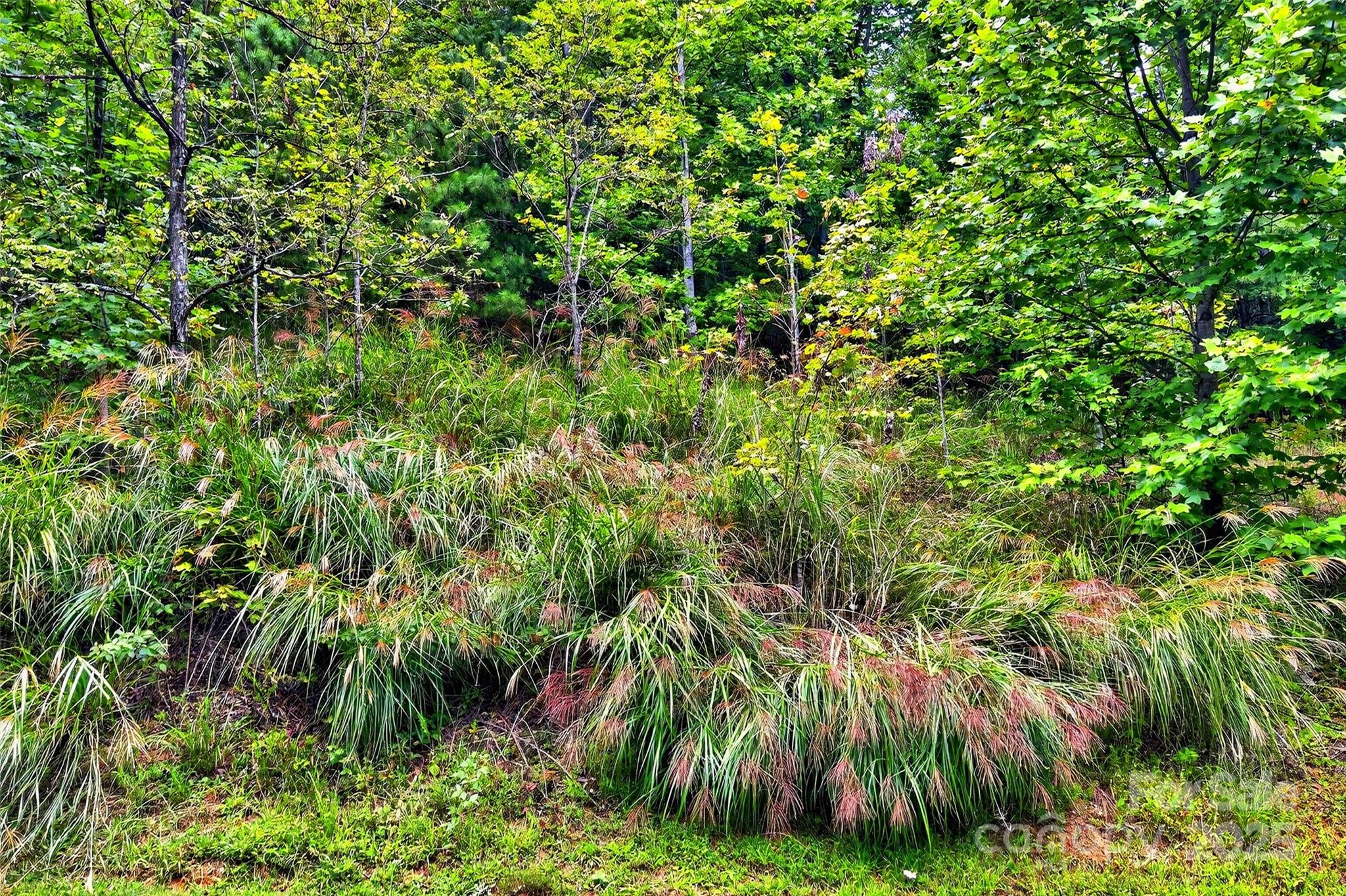 Catawba Falls Preserve - Land
