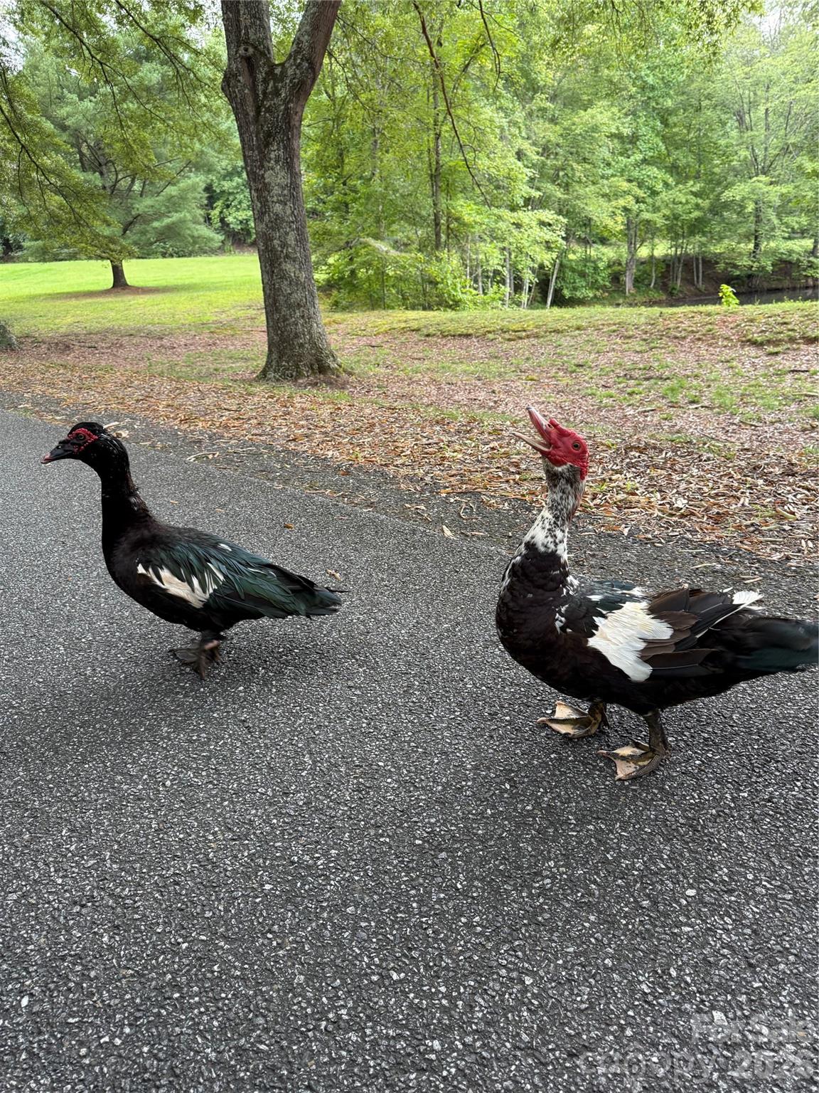 Pine Mountain Estates - Residential