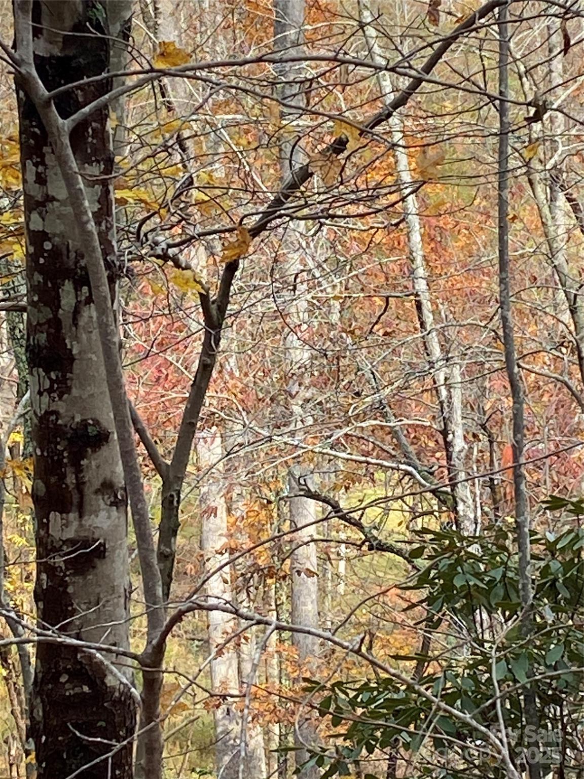 Carolina Mountains - Land