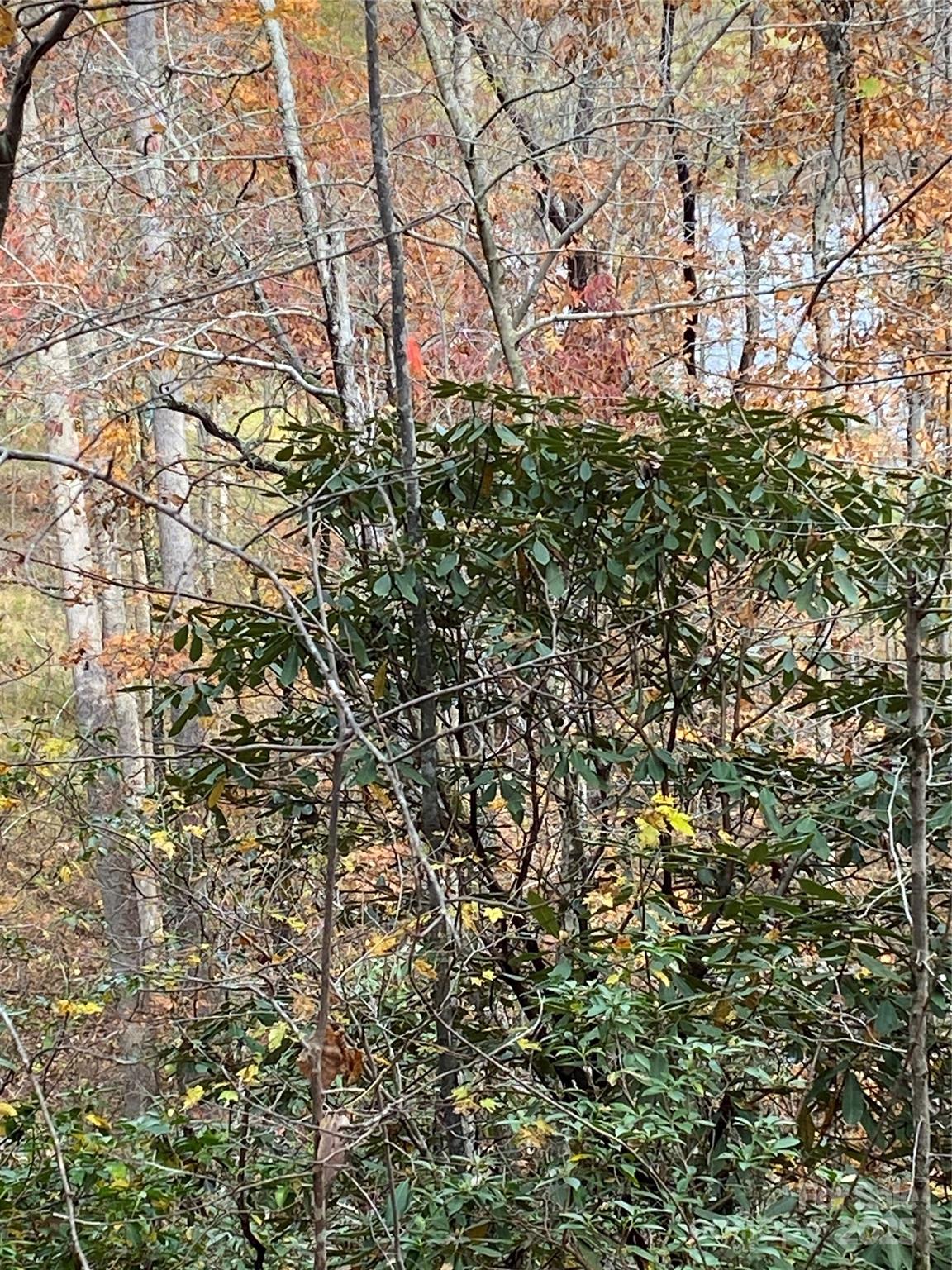 Carolina Mountains - Land