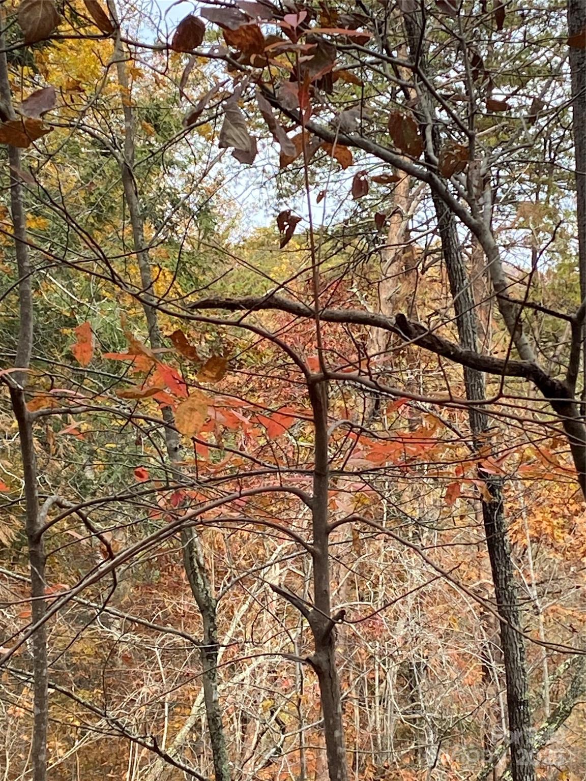 Carolina Mountains - Land