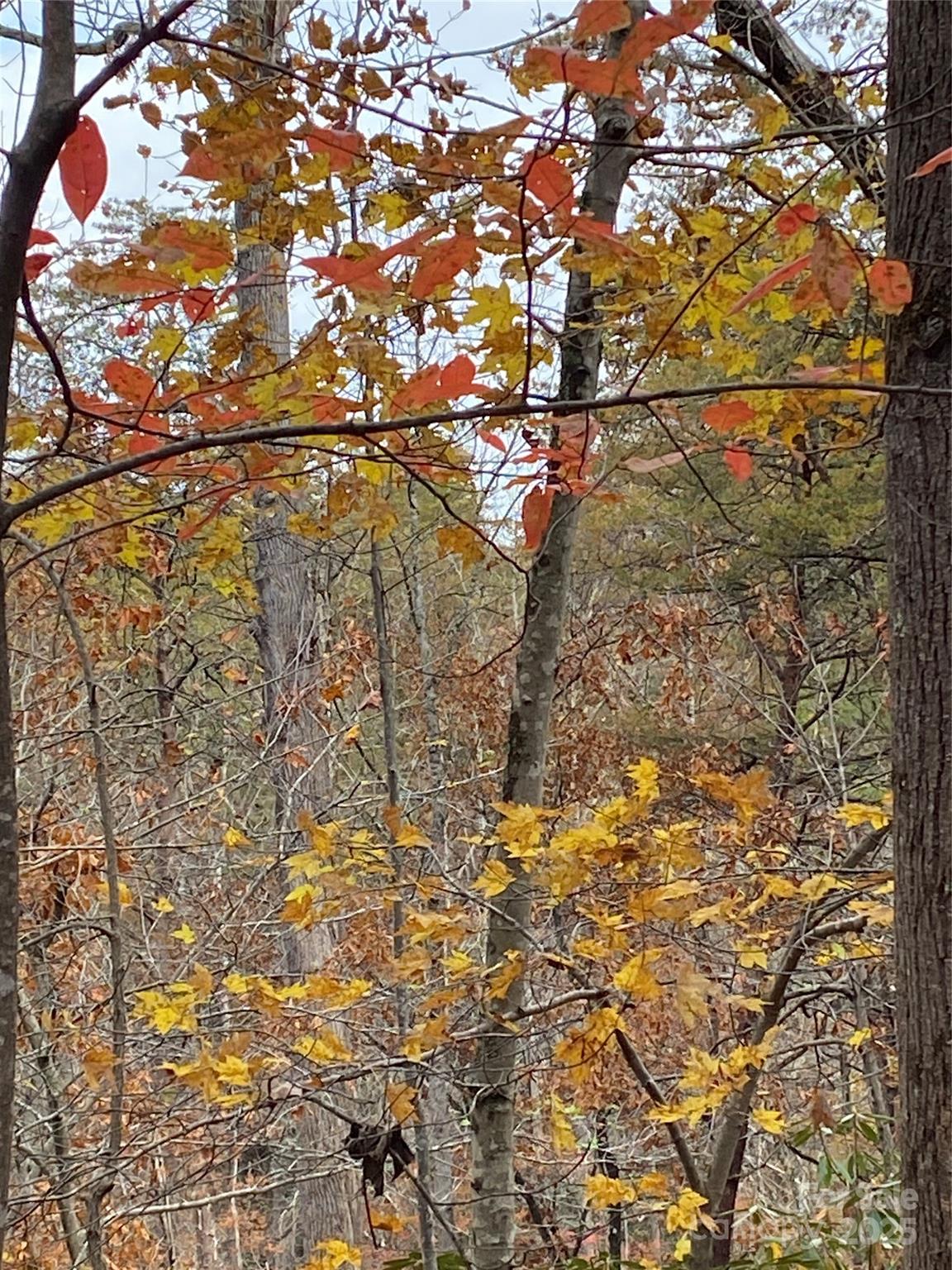 Carolina Mountains - Land