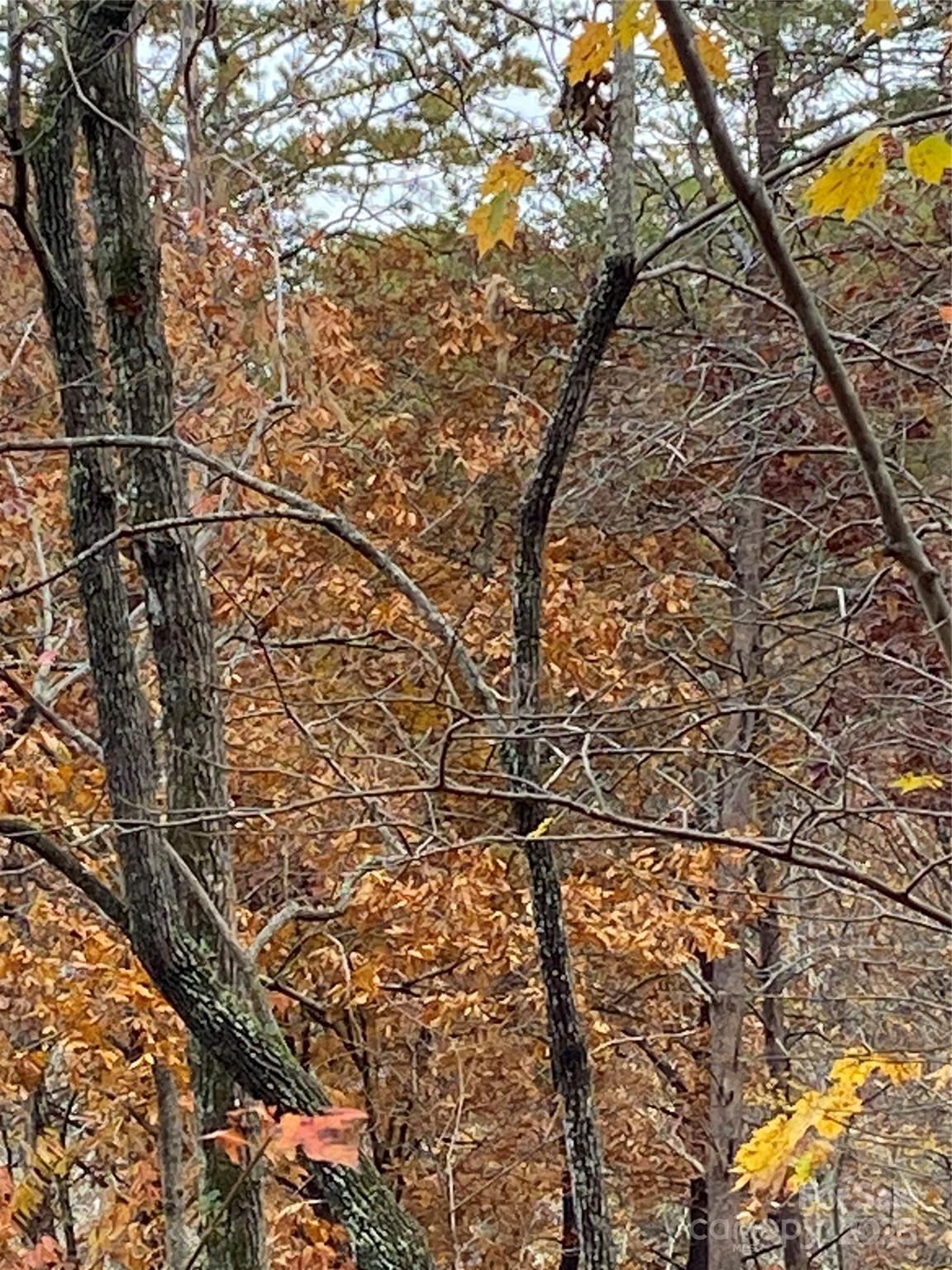 Carolina Mountains - Land