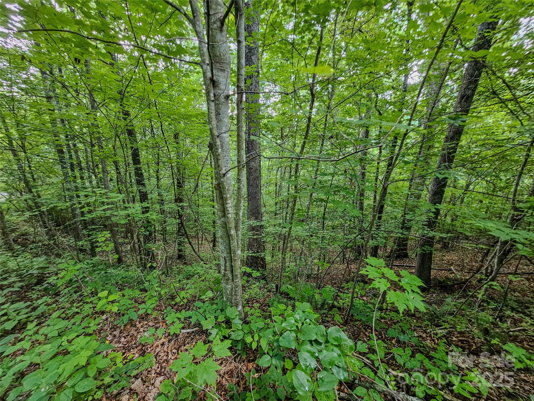 TBD Rumbling Bald Road 15