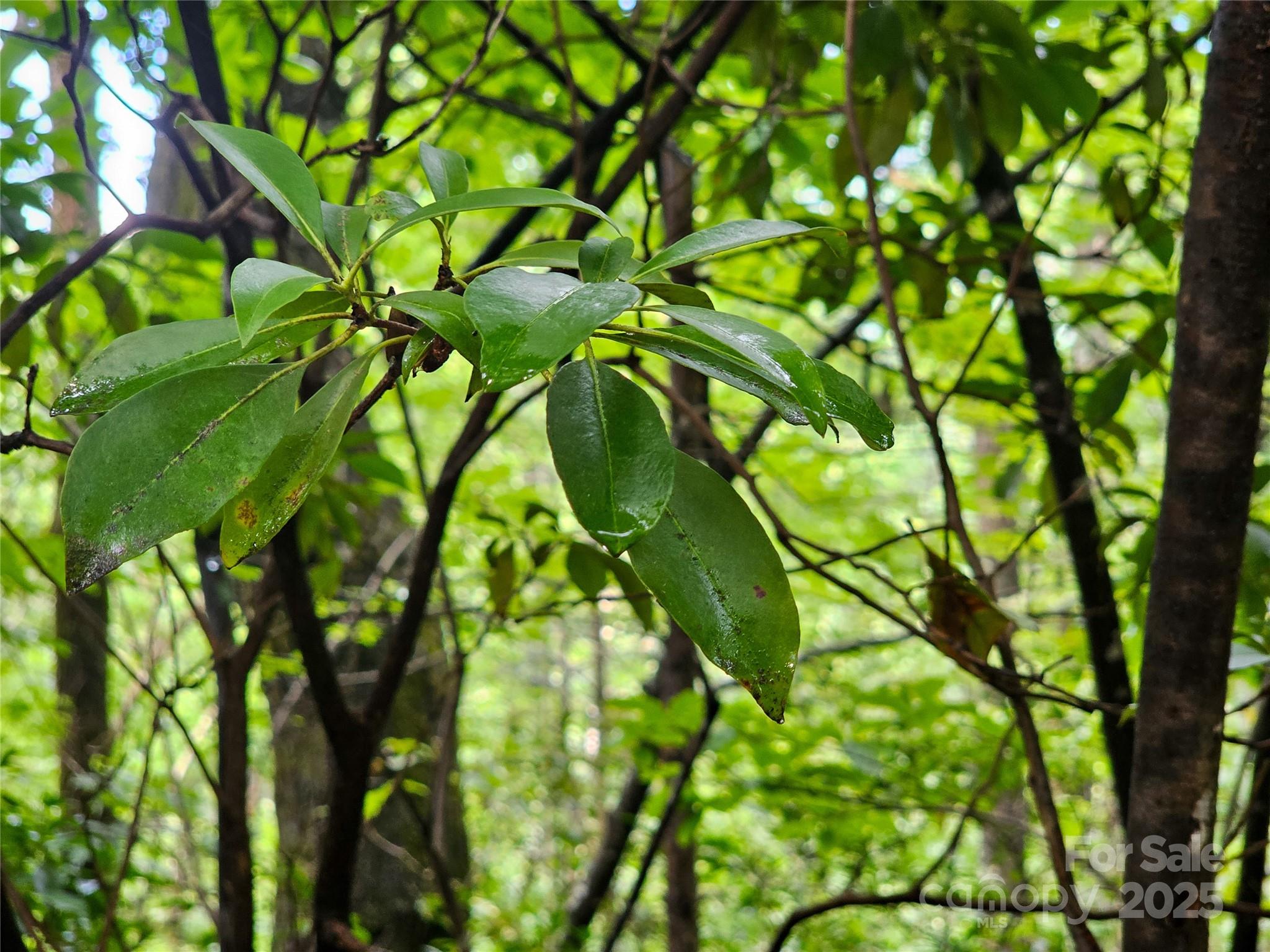 Rumbling Bald on Lake Lure - Land