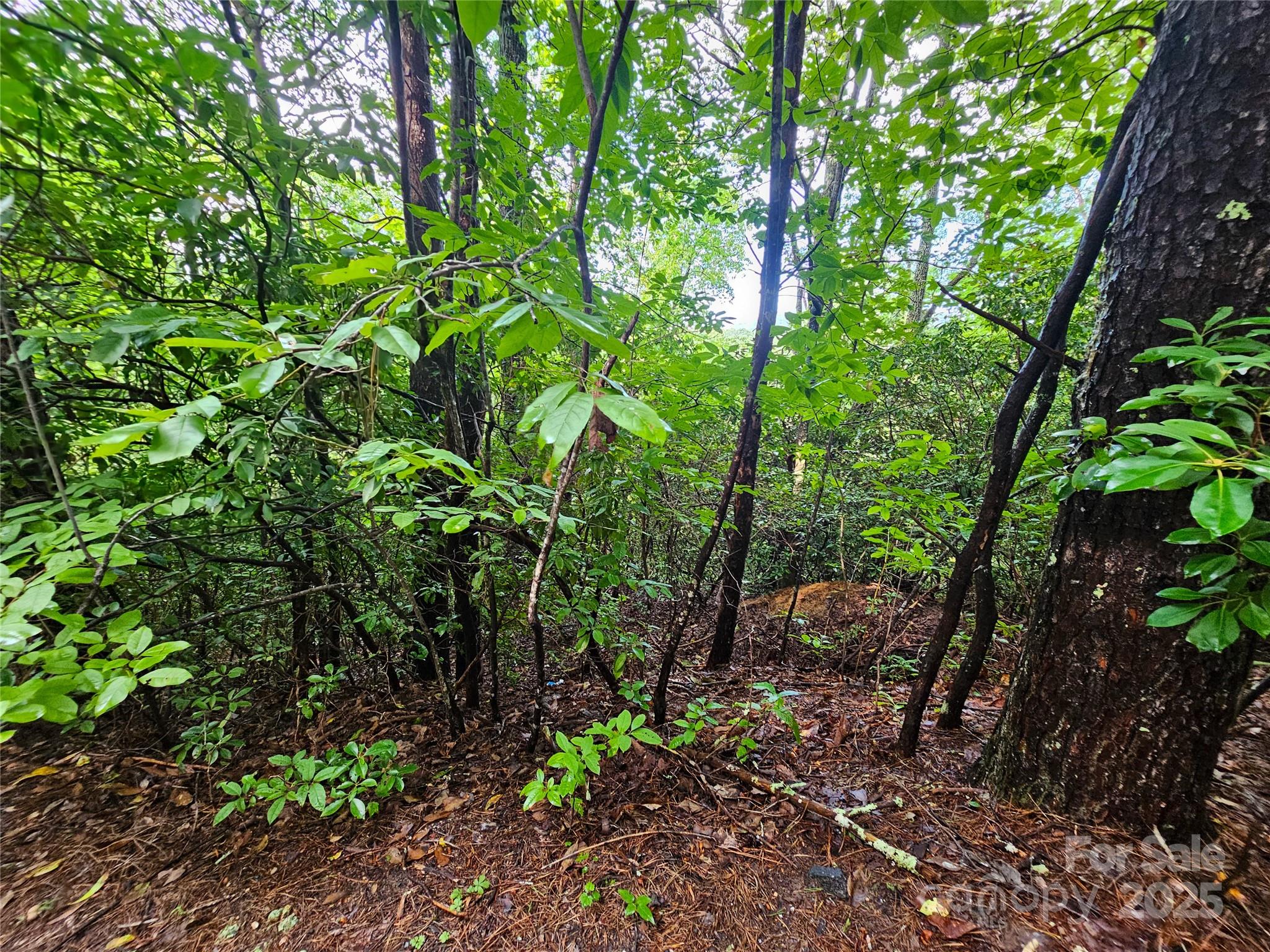 Rumbling Bald on Lake Lure - Land
