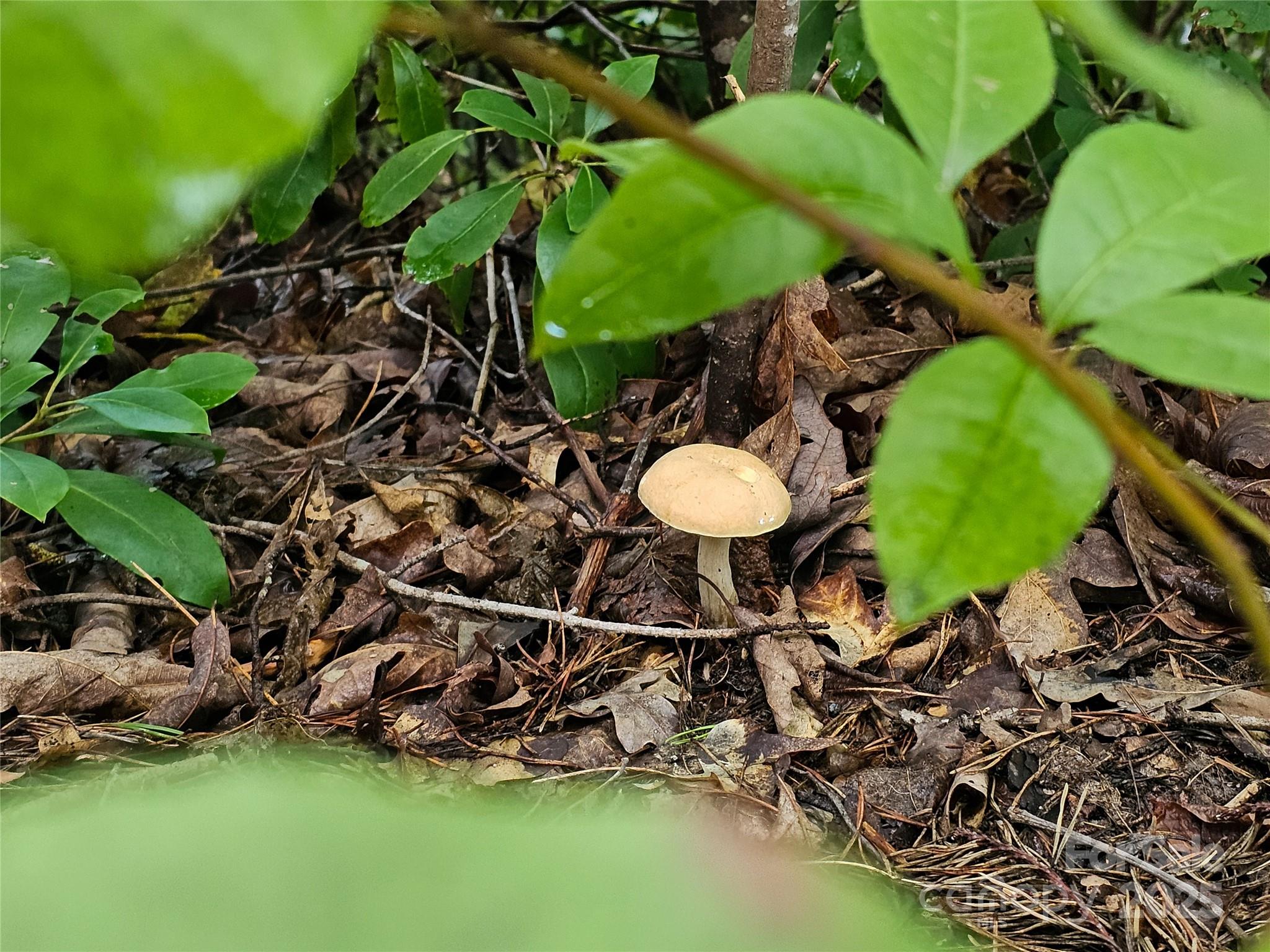 TBD Rumbling Bald Road 15