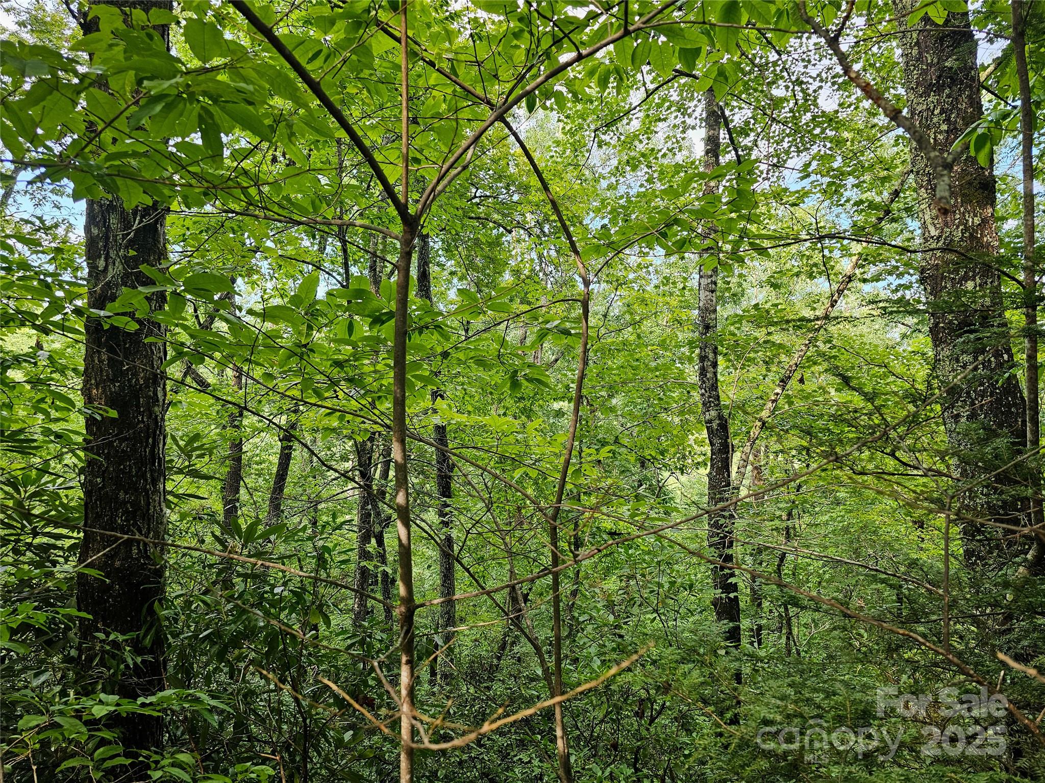 Rumbling Bald on Lake Lure - Land