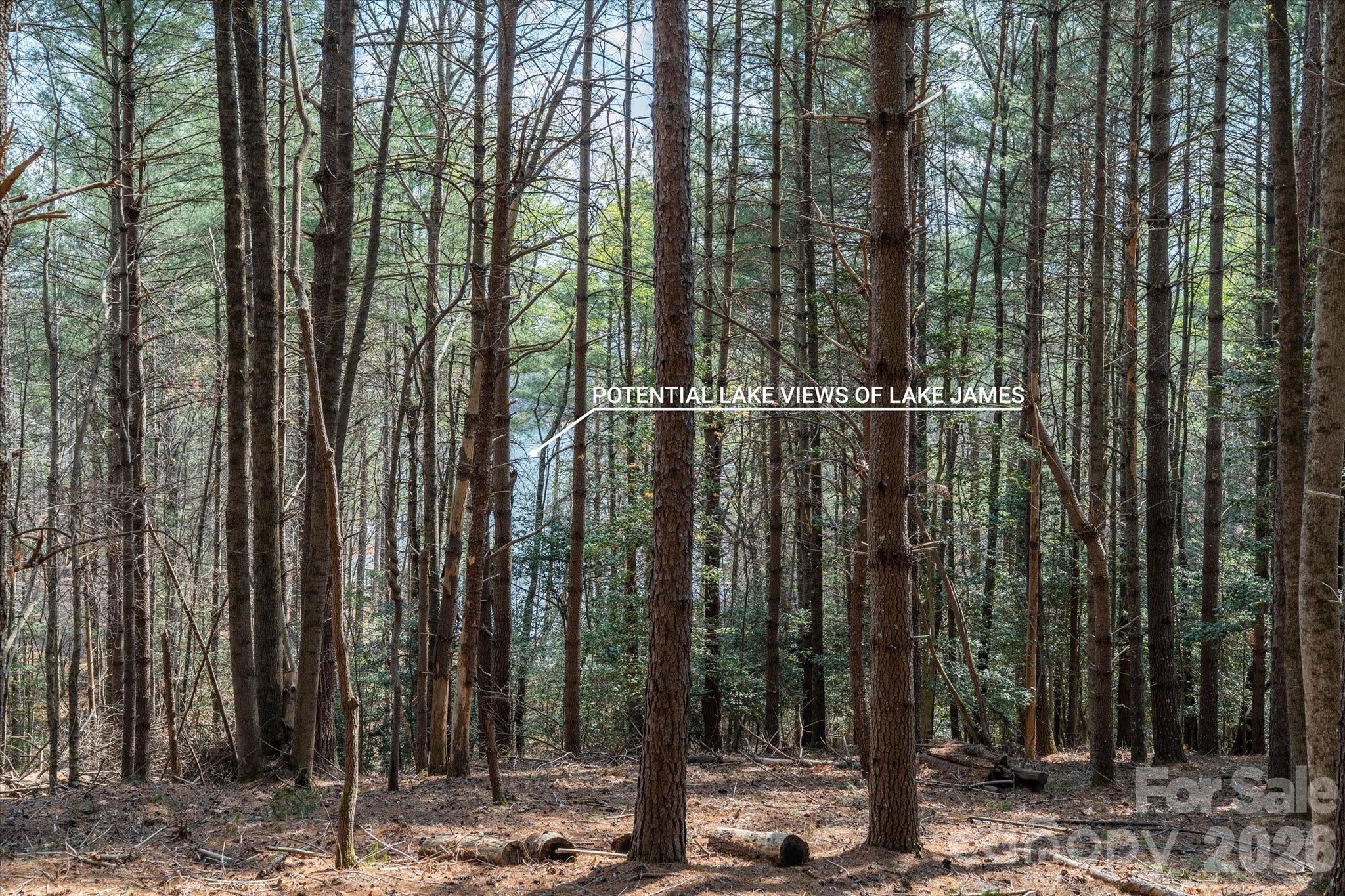 Old Wildlife Club - Land