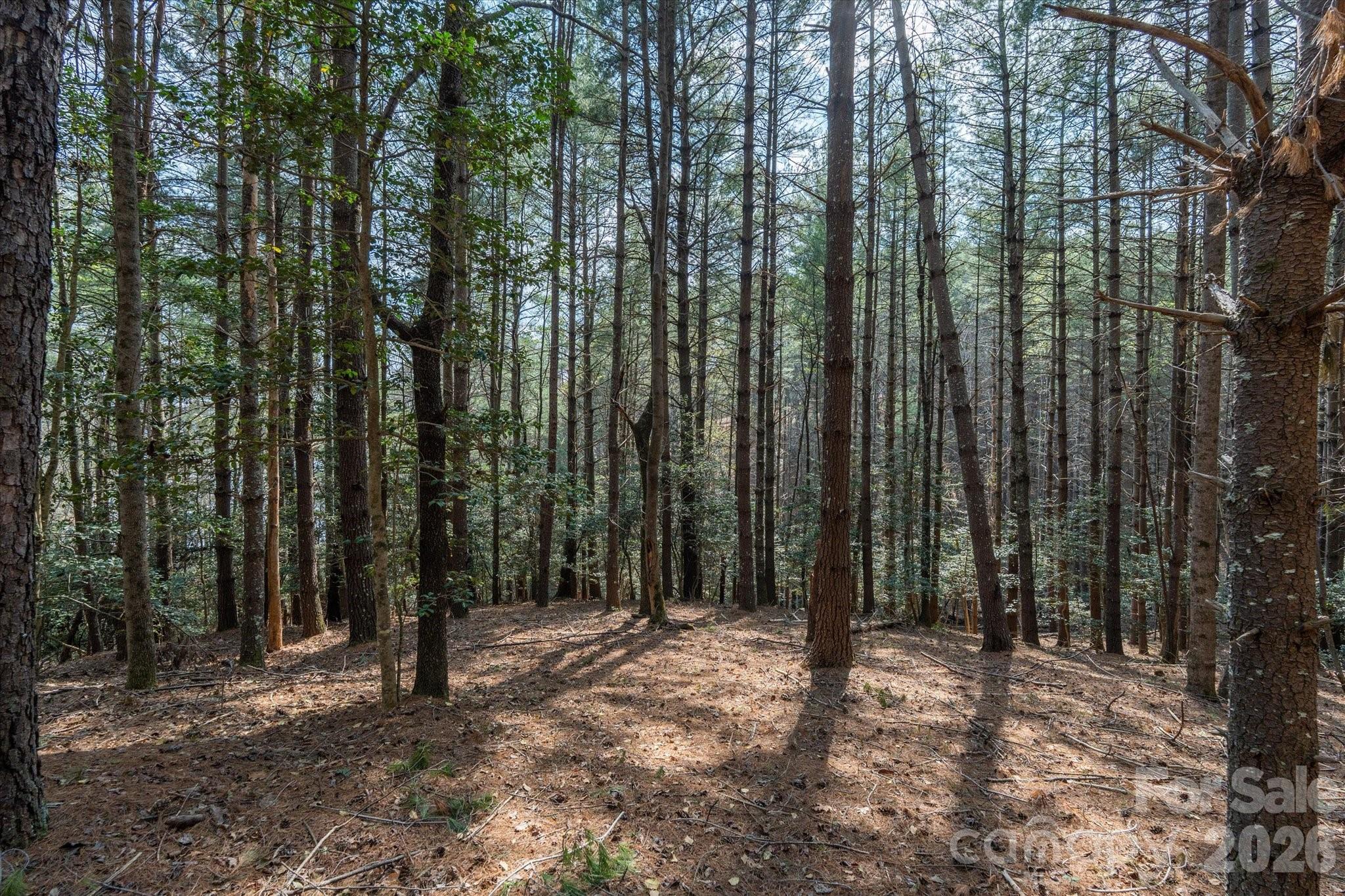 Old Wildlife Club - Land