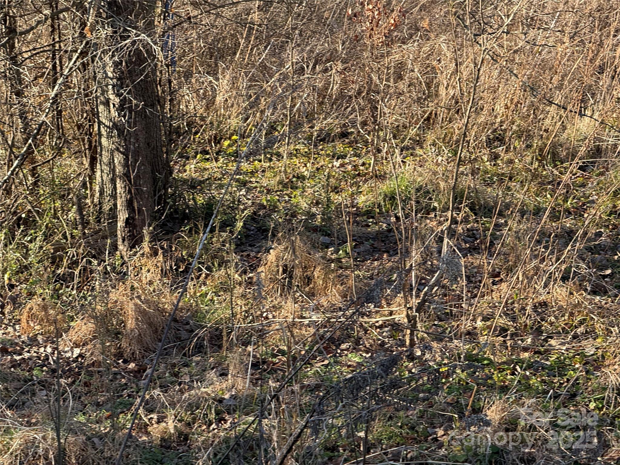 Whiteville Park - Land