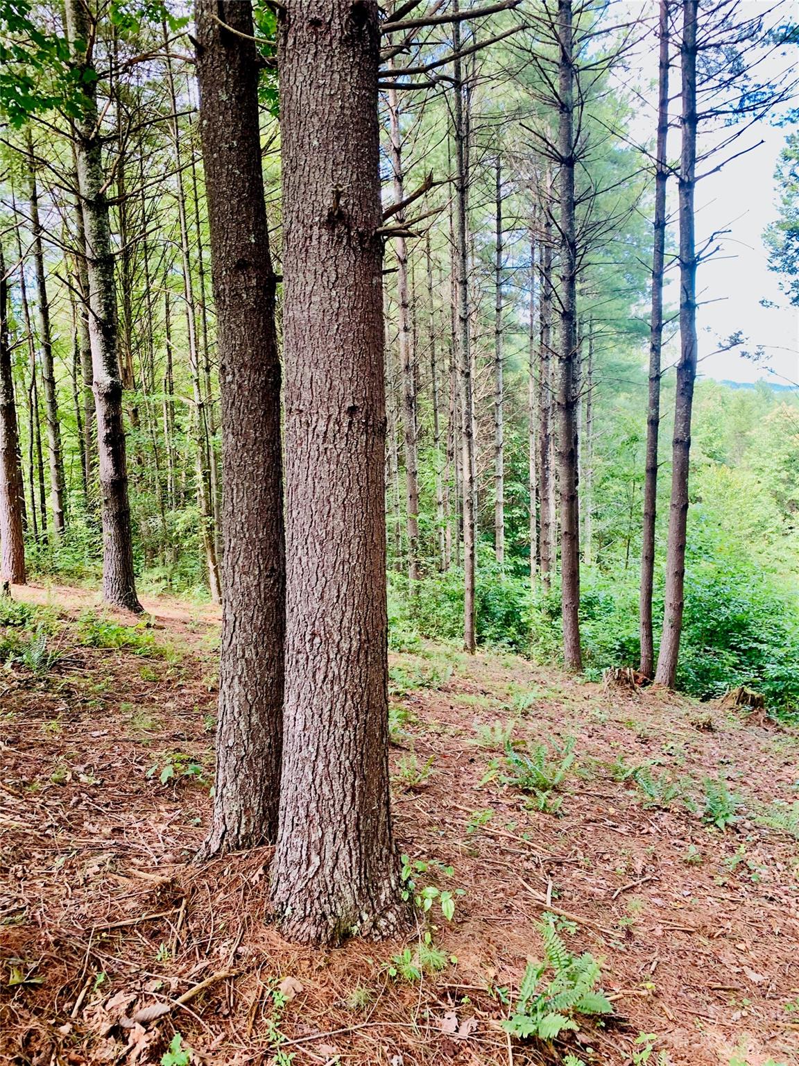 The Coves Mountain River Club - Land