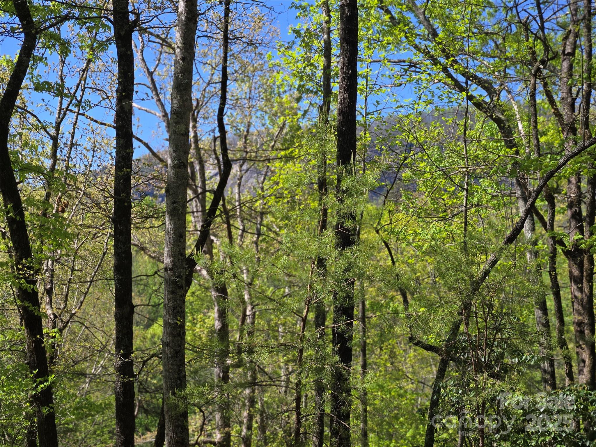 Rumbling Bald on Lake Lure - Land