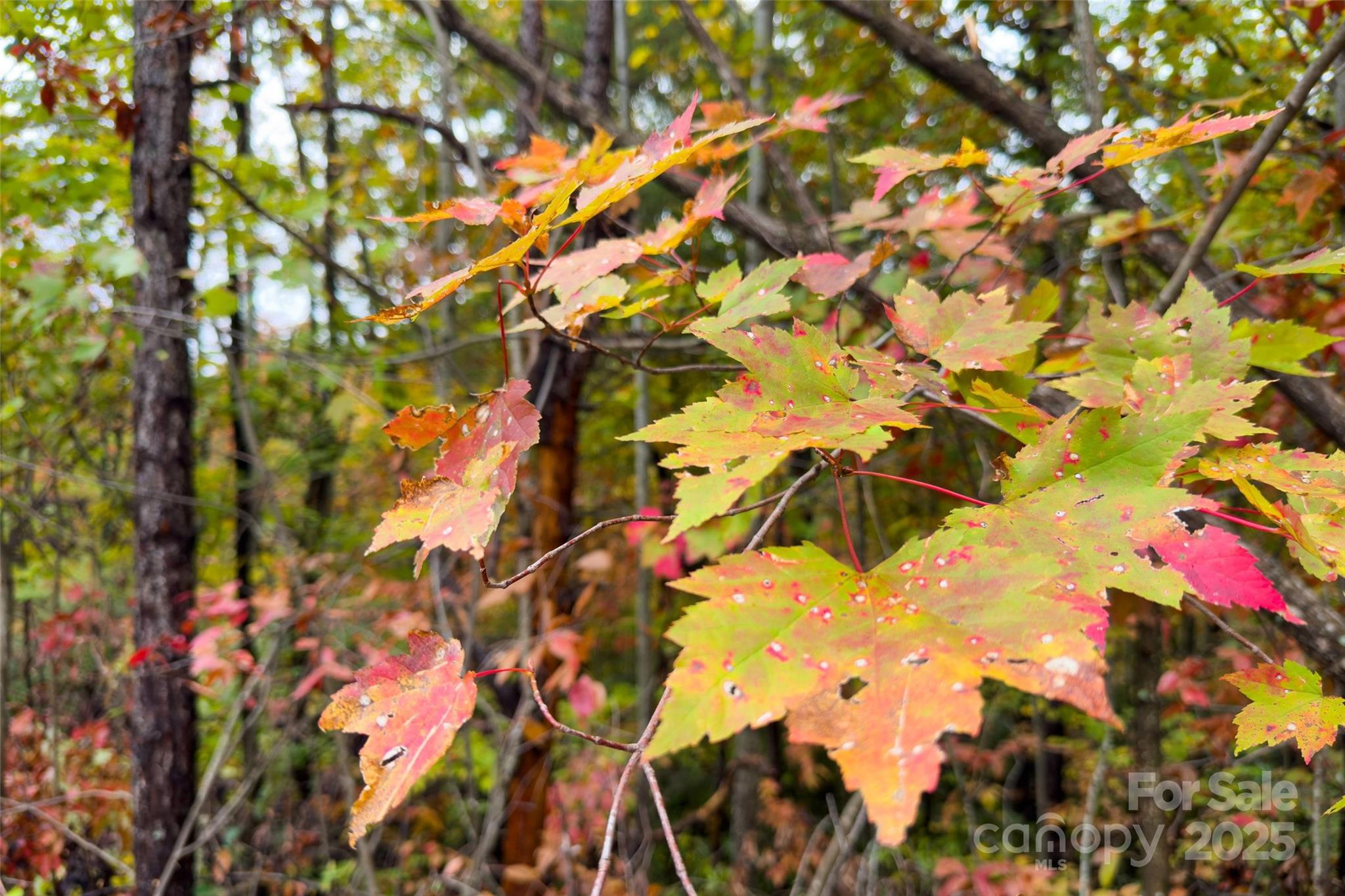 Gateway Mountain - Land