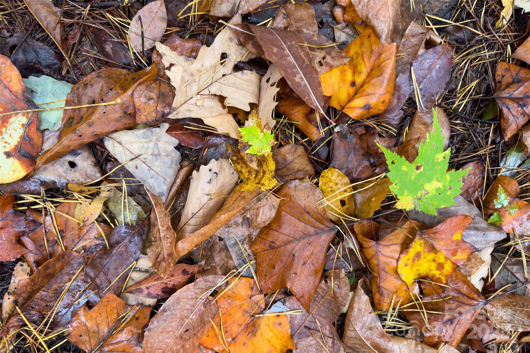 Gateway Mountain - Land