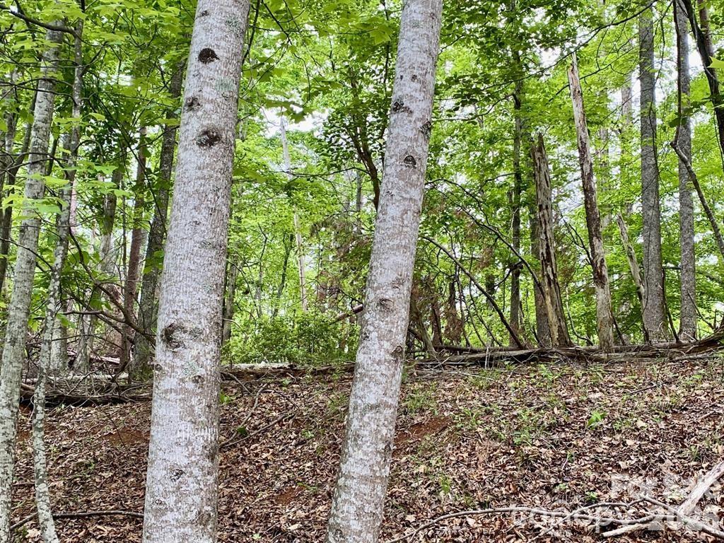 Rumbling Bald on Lake Lure - Land