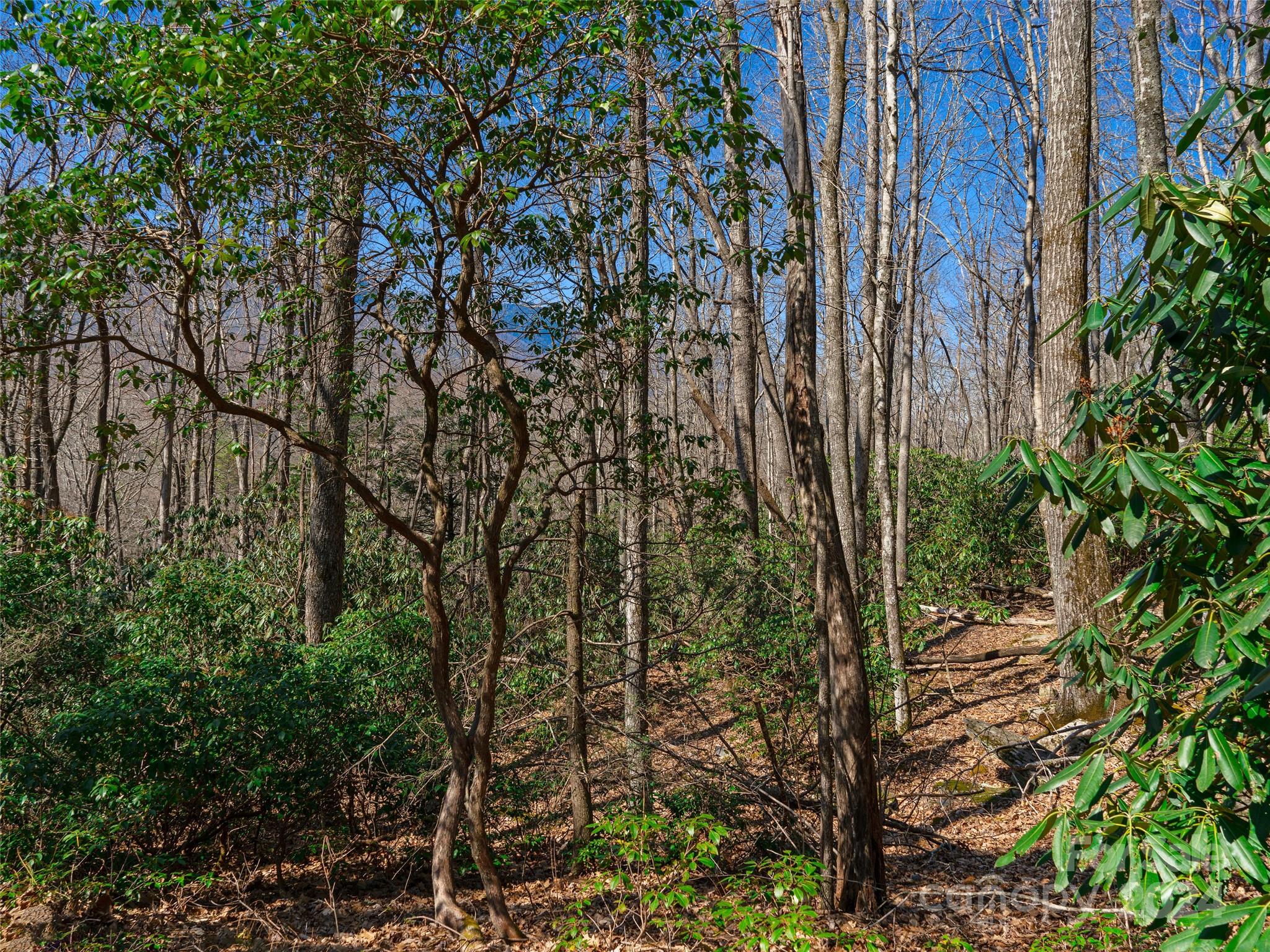 Mt. Mitchell Lands - Land