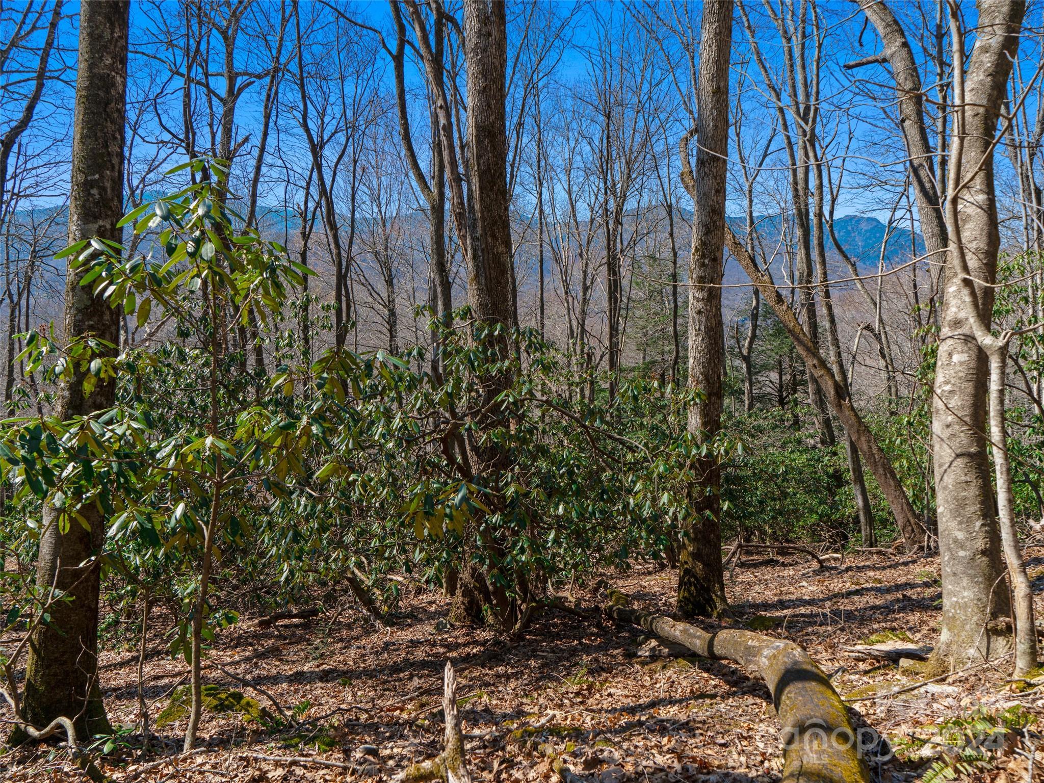 Mt. Mitchell Lands - Land