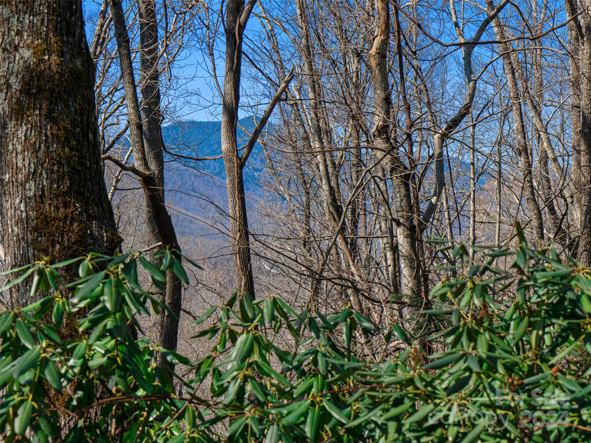 Mt. Mitchell Lands - Land
