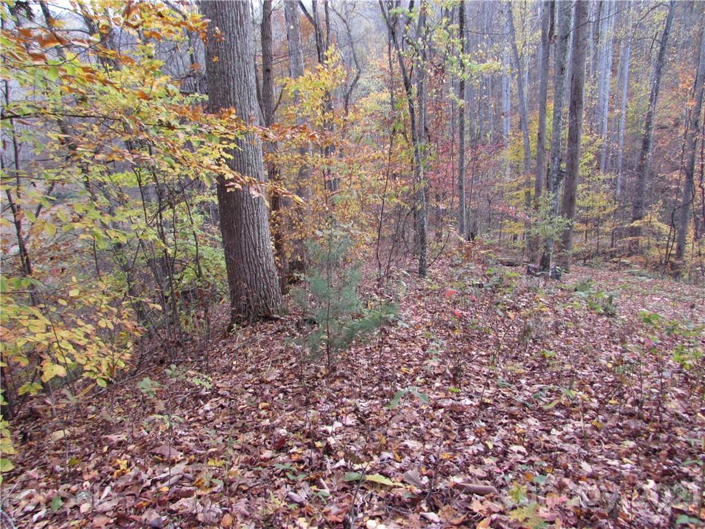 00 Red Wolf Run None