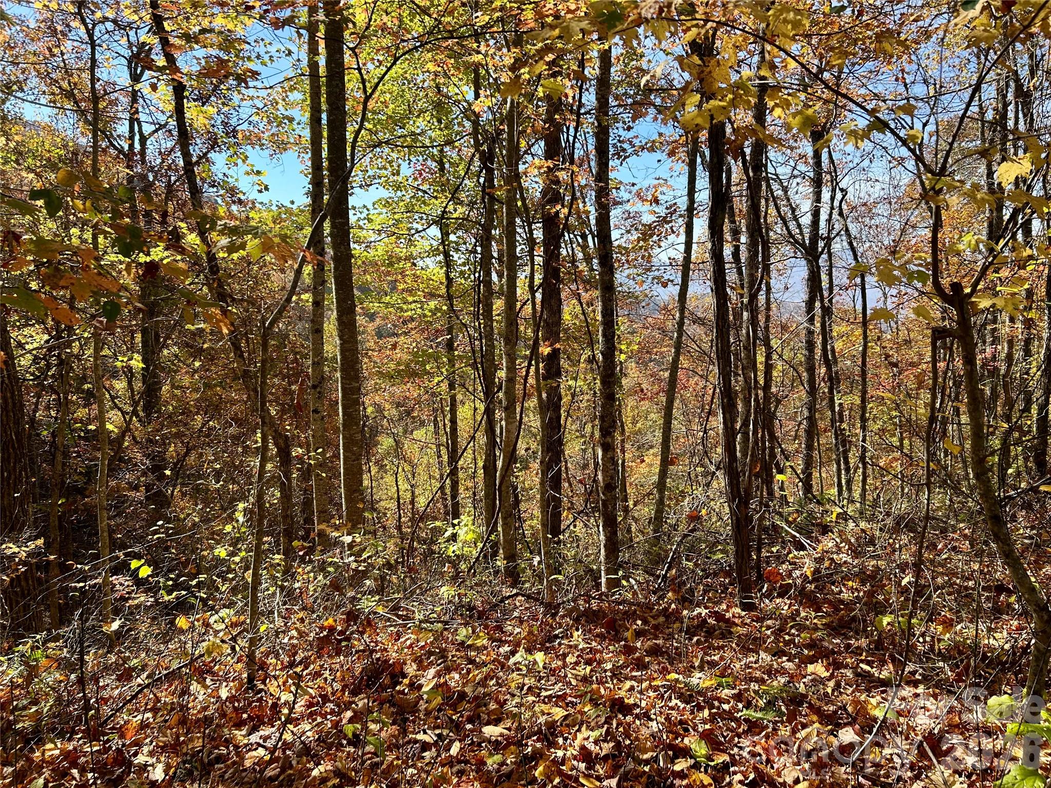 Brush Creek Properties - Land