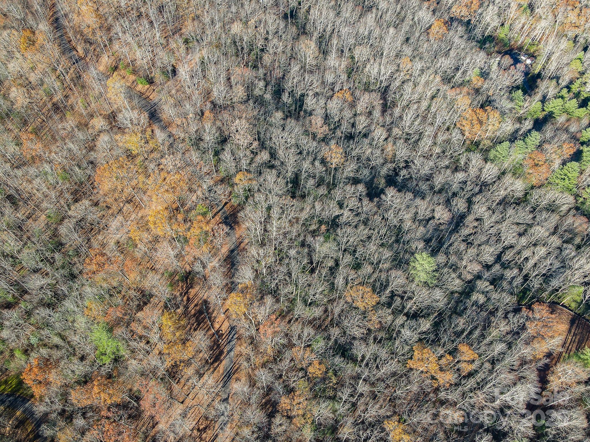 99999 Black Bear Ridge Trail