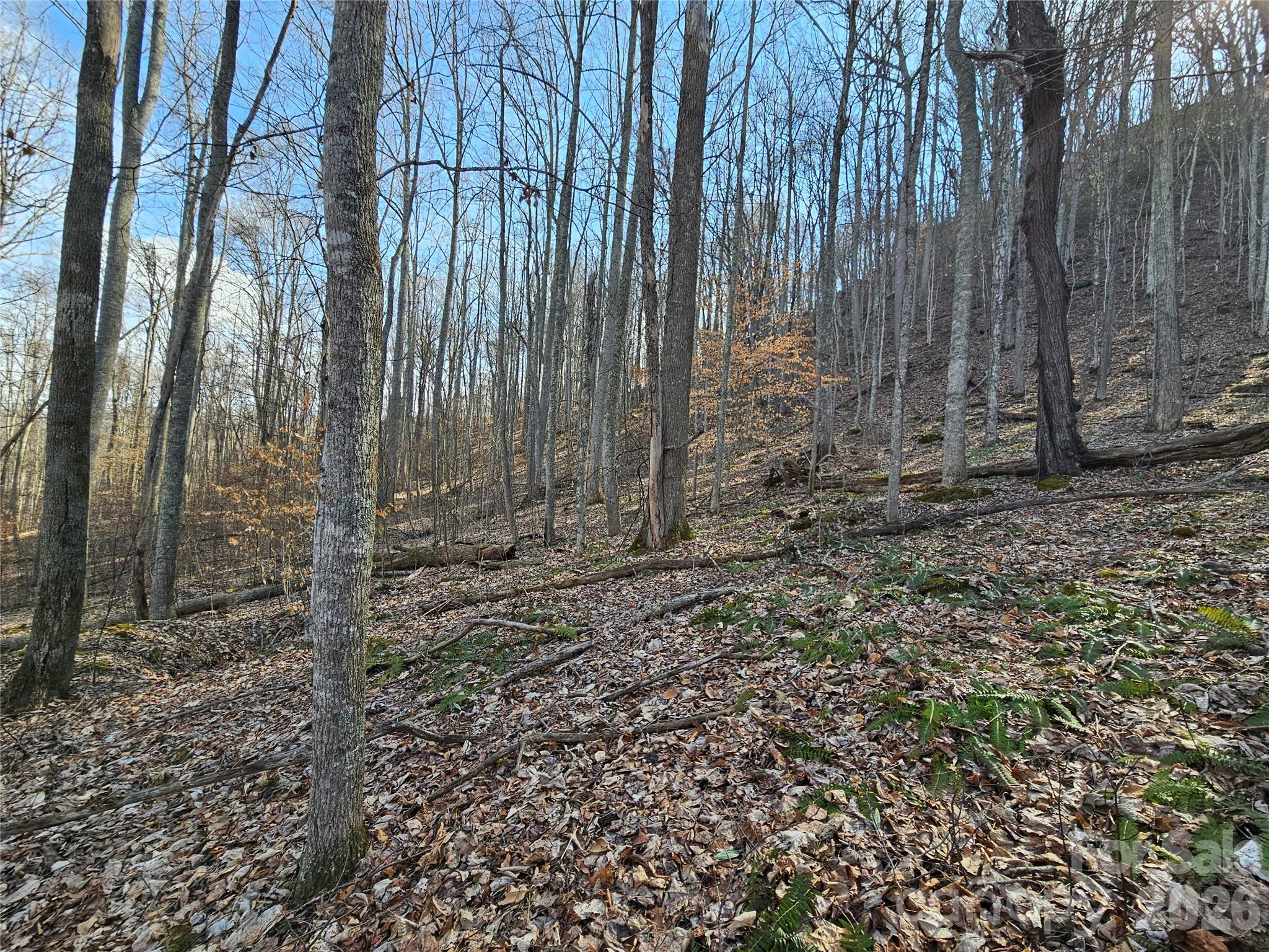 Red Wolf Run - Land