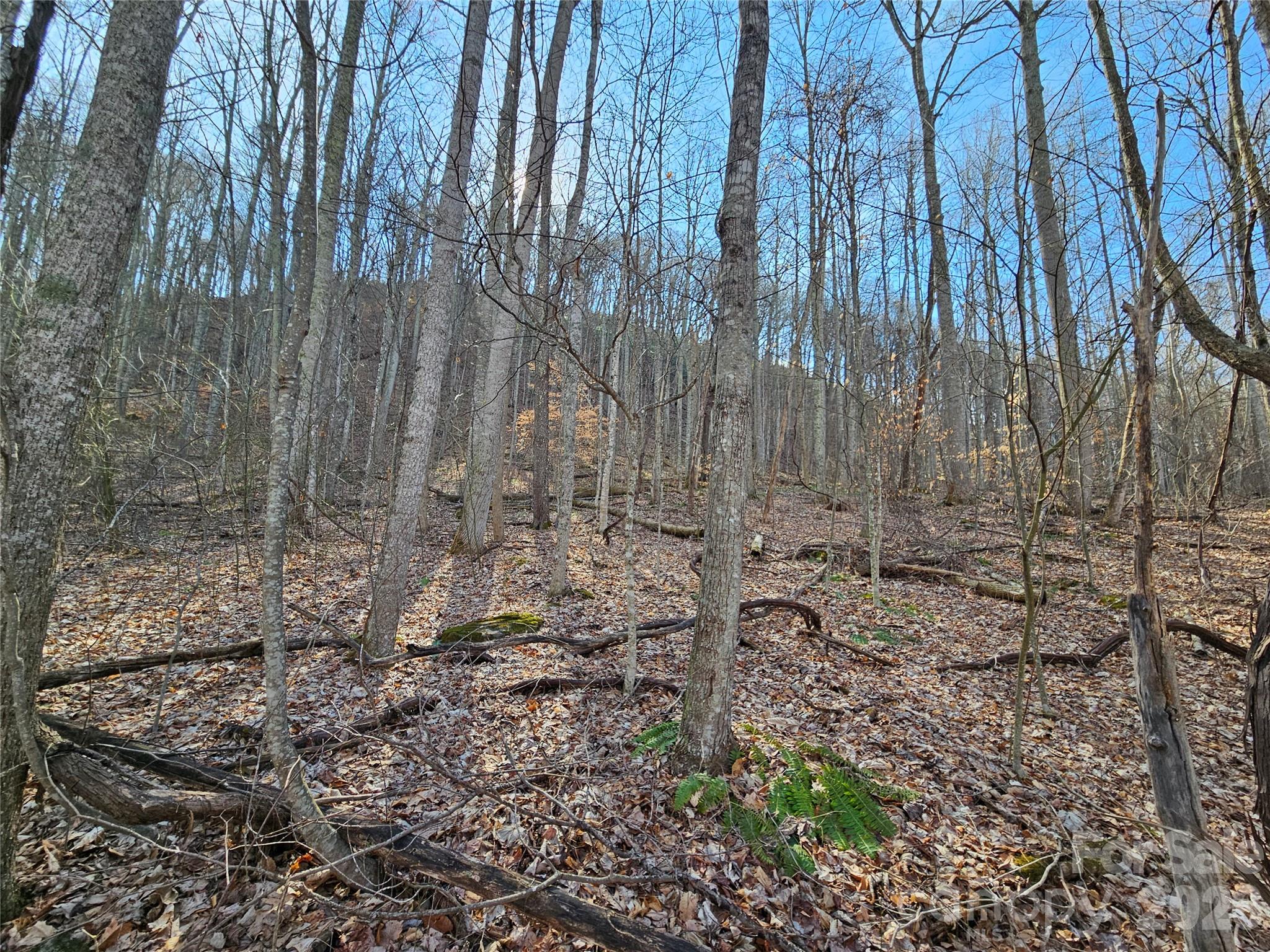 Red Wolf Run - Land