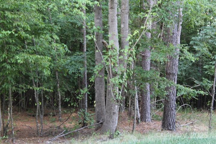 Lake Rhodhiss Estates - Land