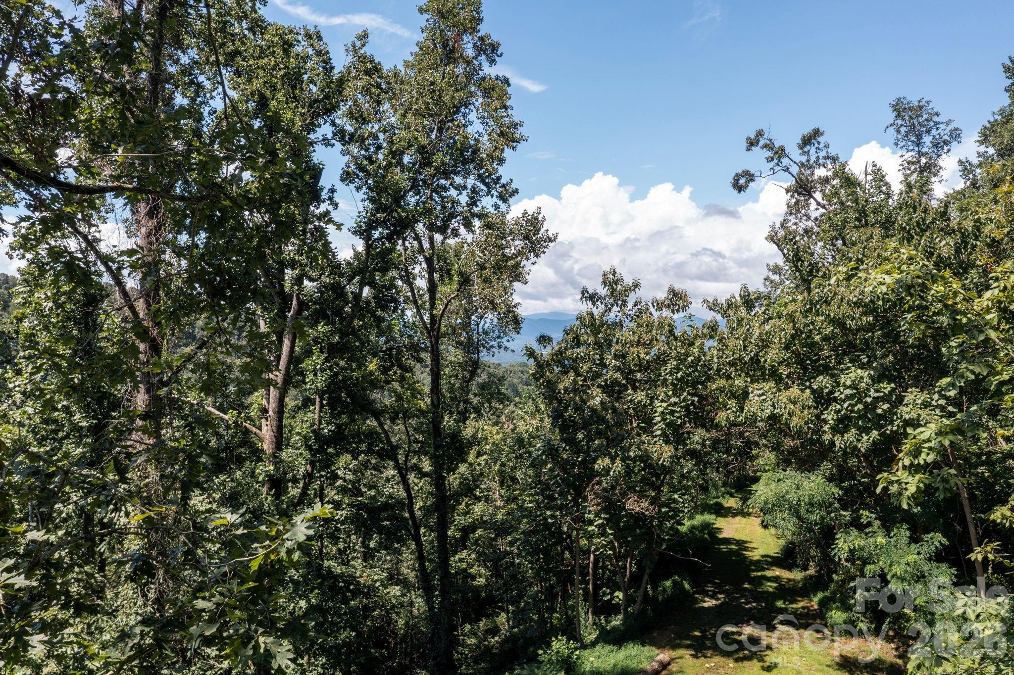Pinchot Forest - Land