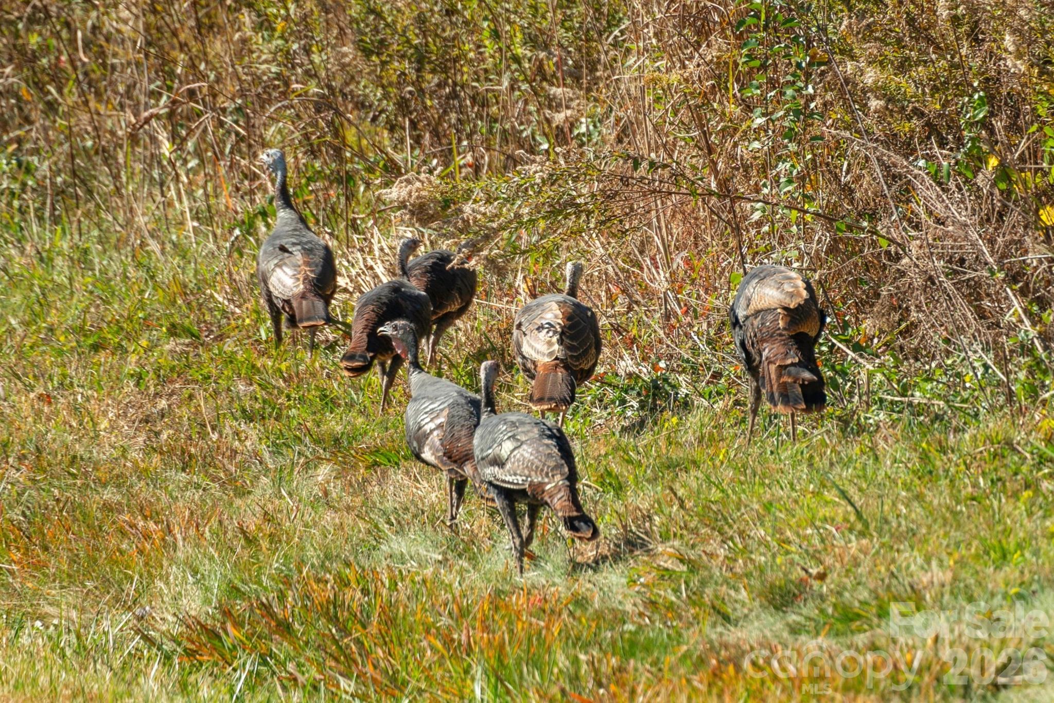 0000 Bud Davis Road 9