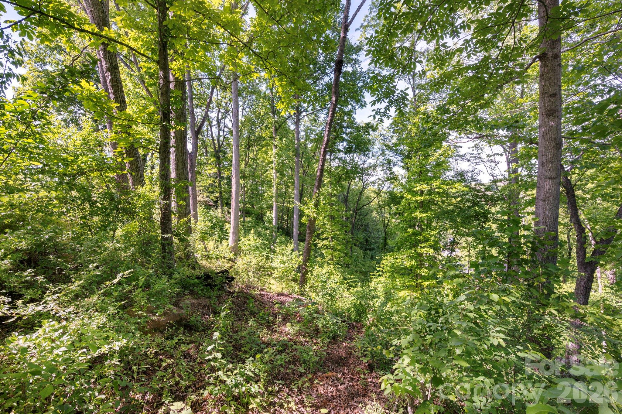 17 Tulip Poplar Trail 30