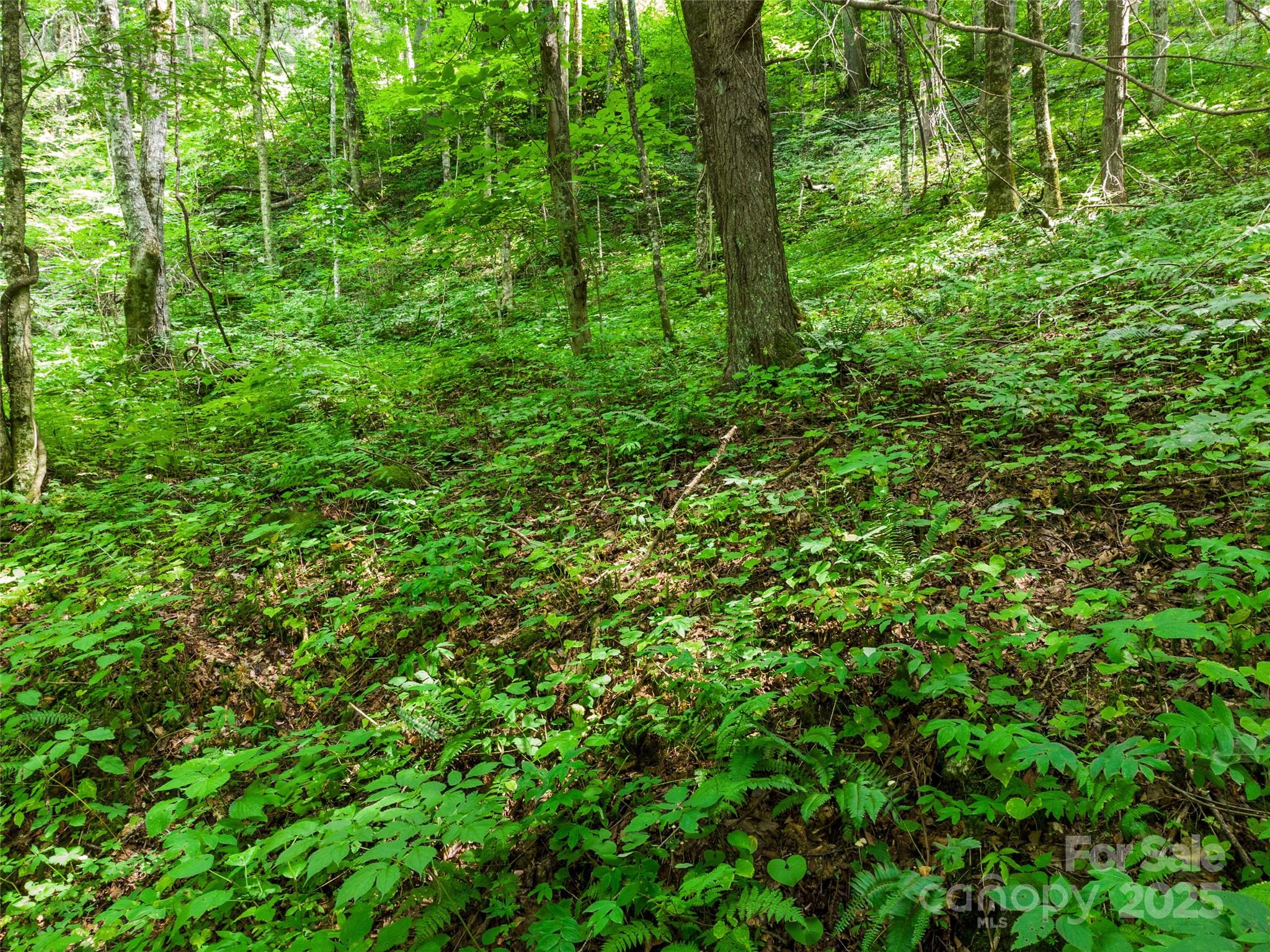 Cattail Creek - Land
