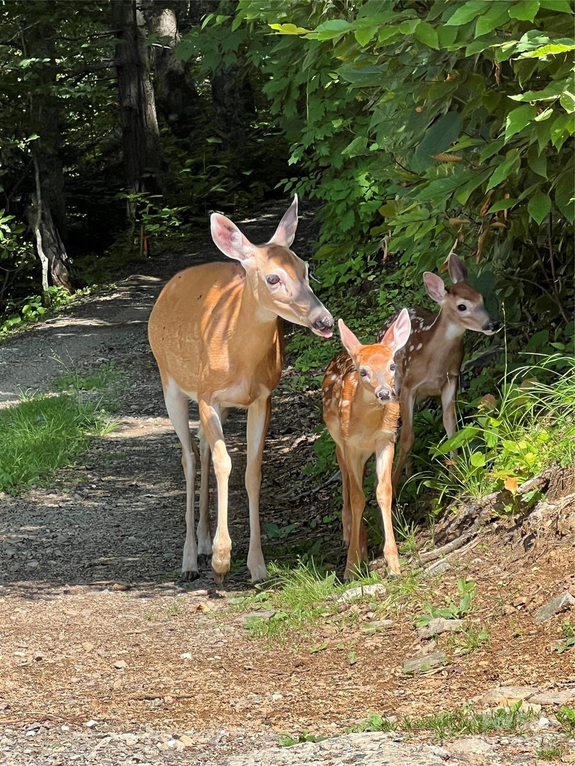 Cattail Creek - Land