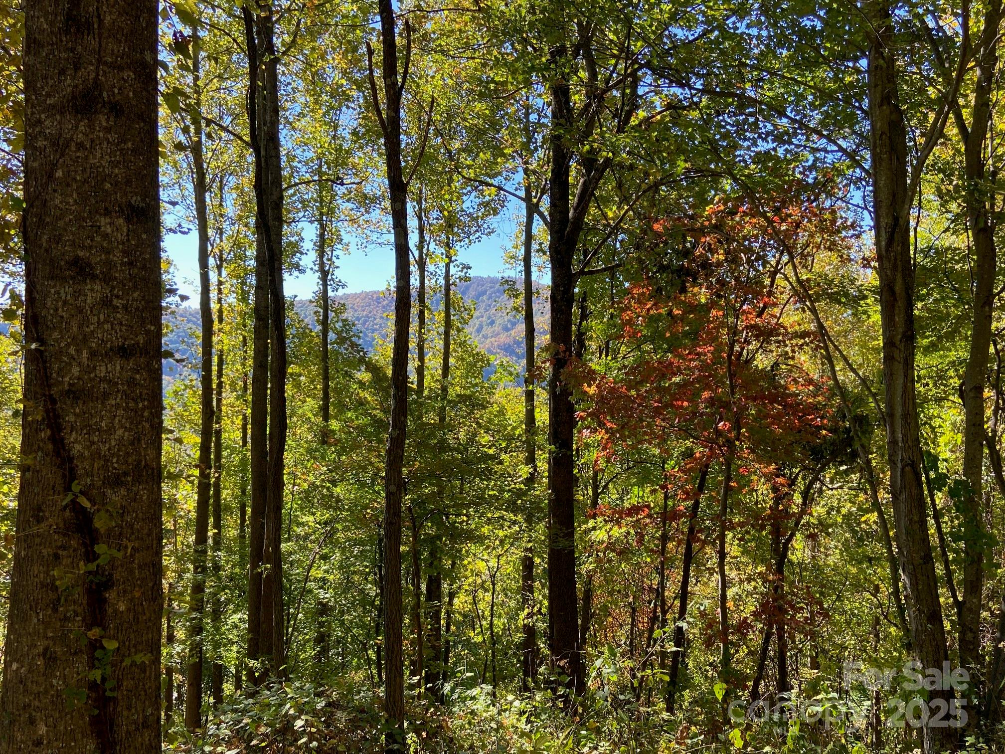 501 Warbler Lane T-62