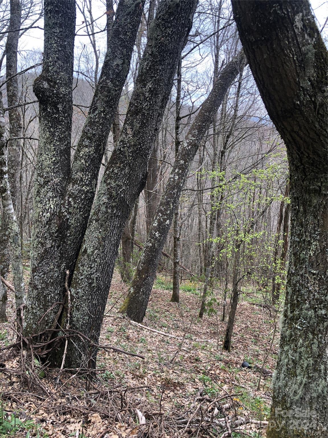 Laurel Heights - Land