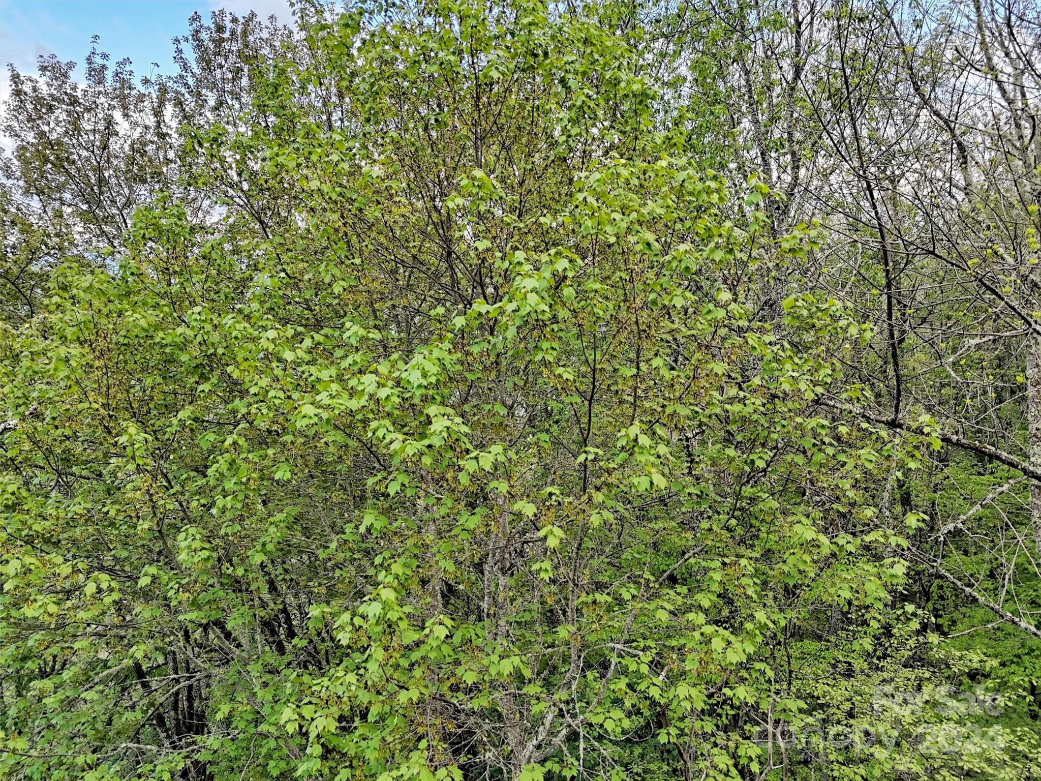 Laurel Heights - Land