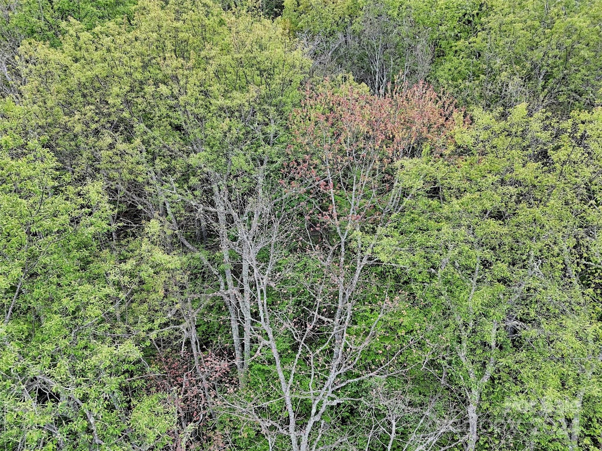 Laurel Heights - Land