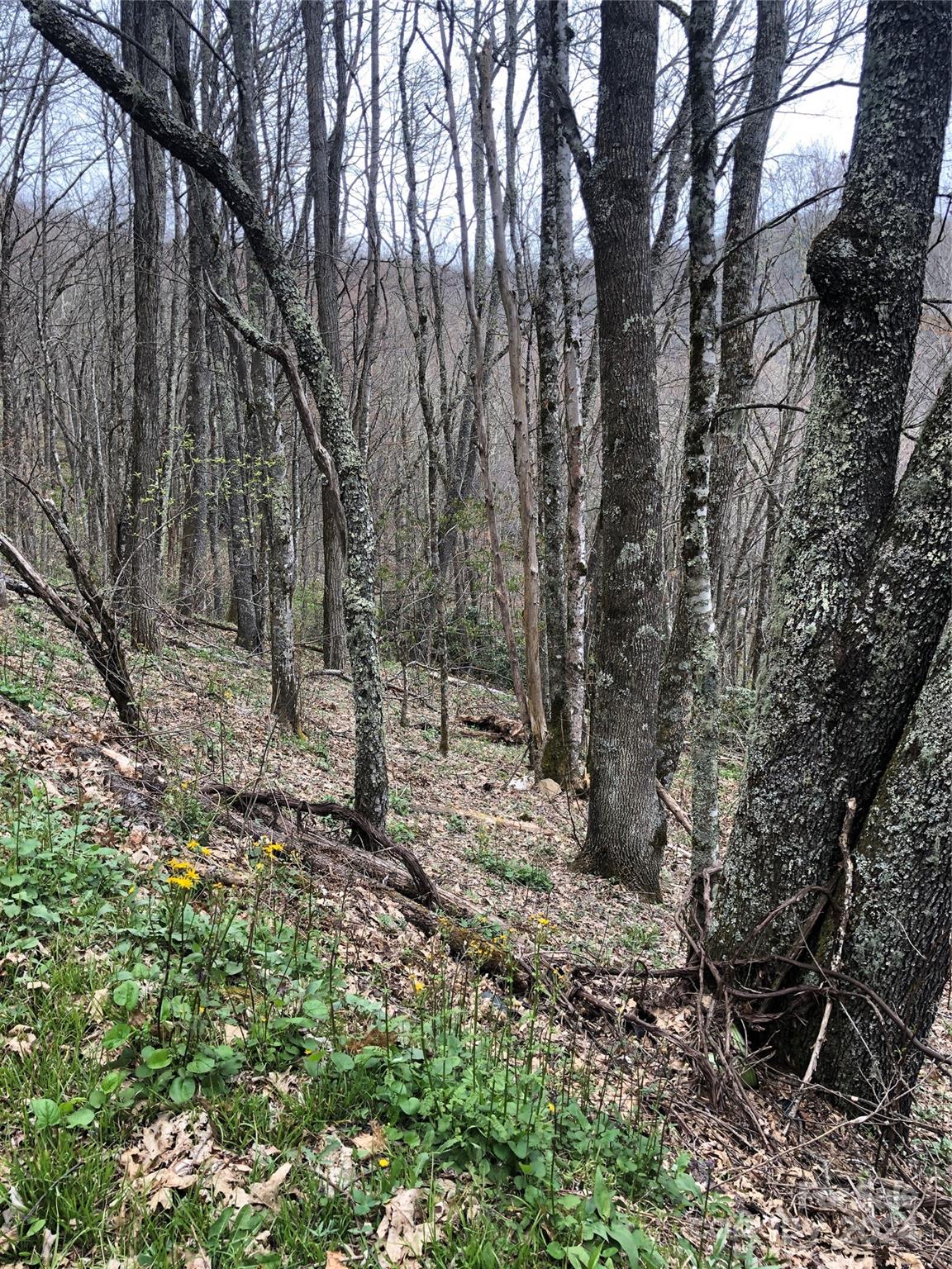 Laurel Heights - Land