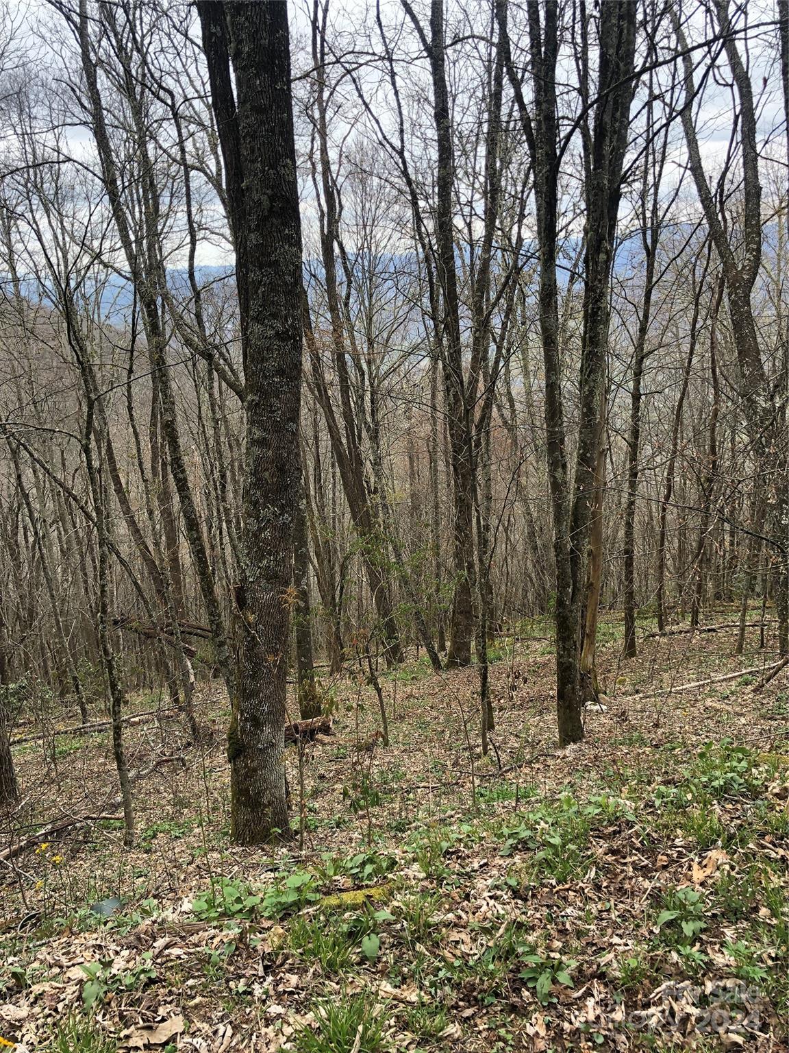 Laurel Heights - Land