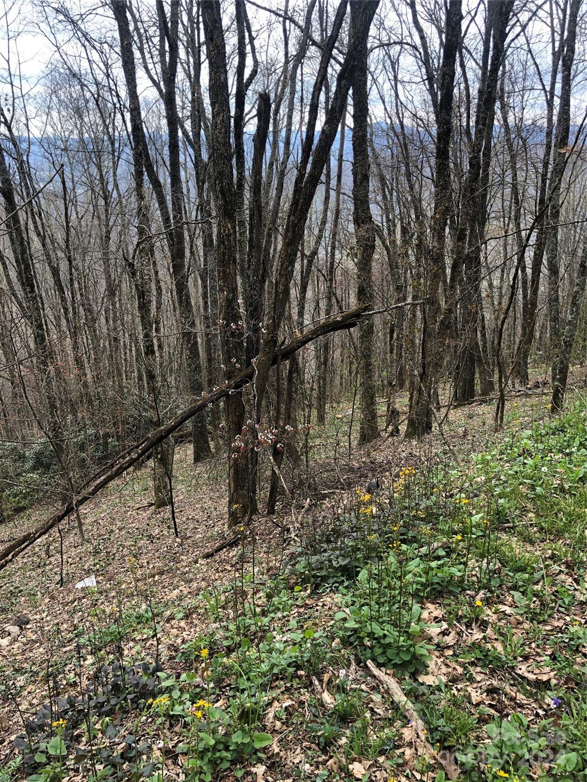 Laurel Heights - Land