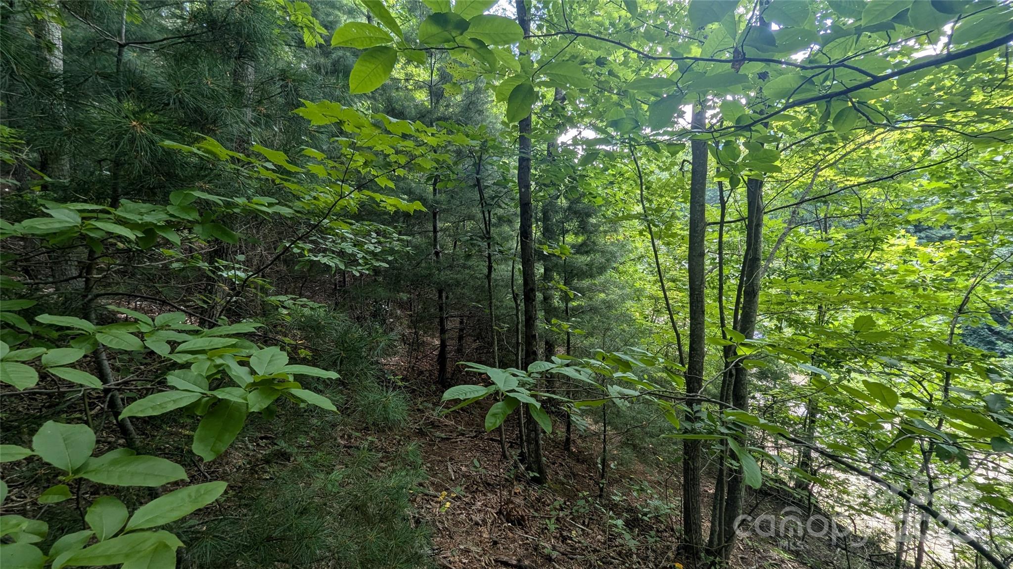 Pine Wood Heights - Land