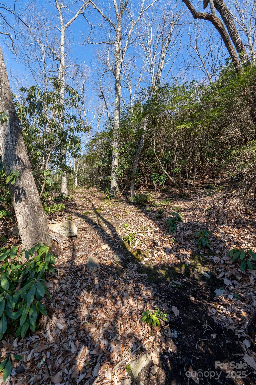 Fairview Forest - Land