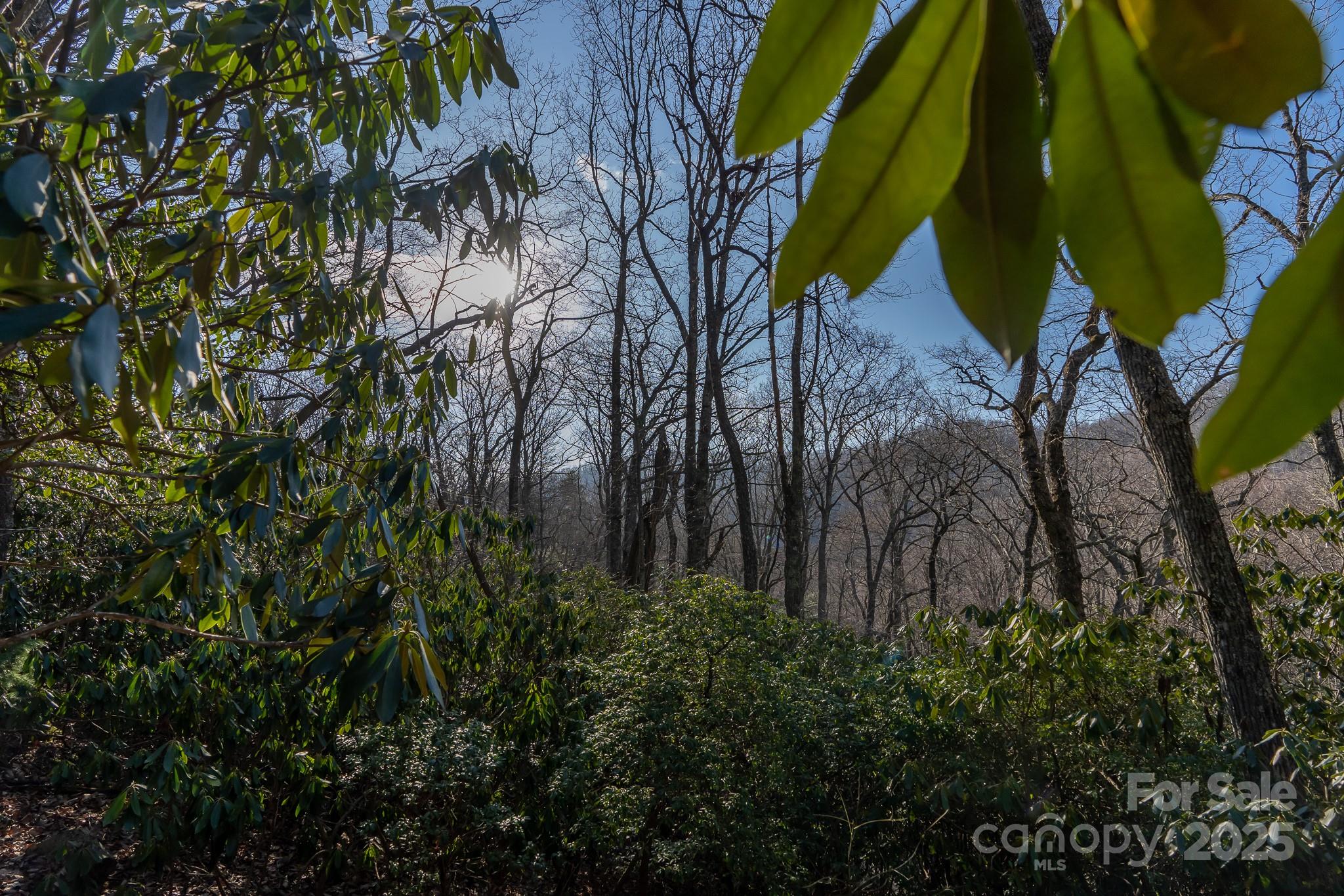 Fairview Forest - Land