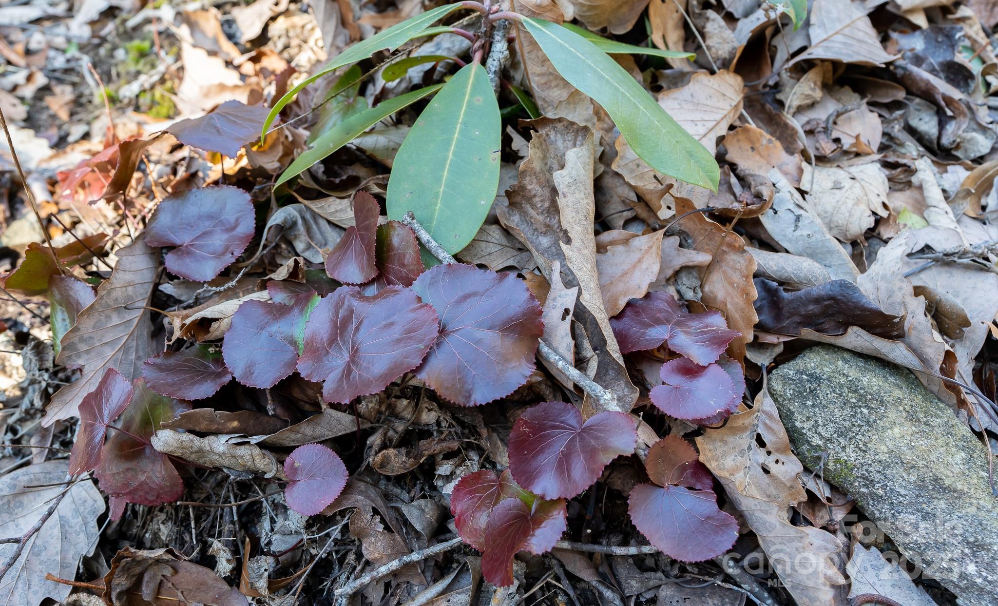 Fairview Forest - Land