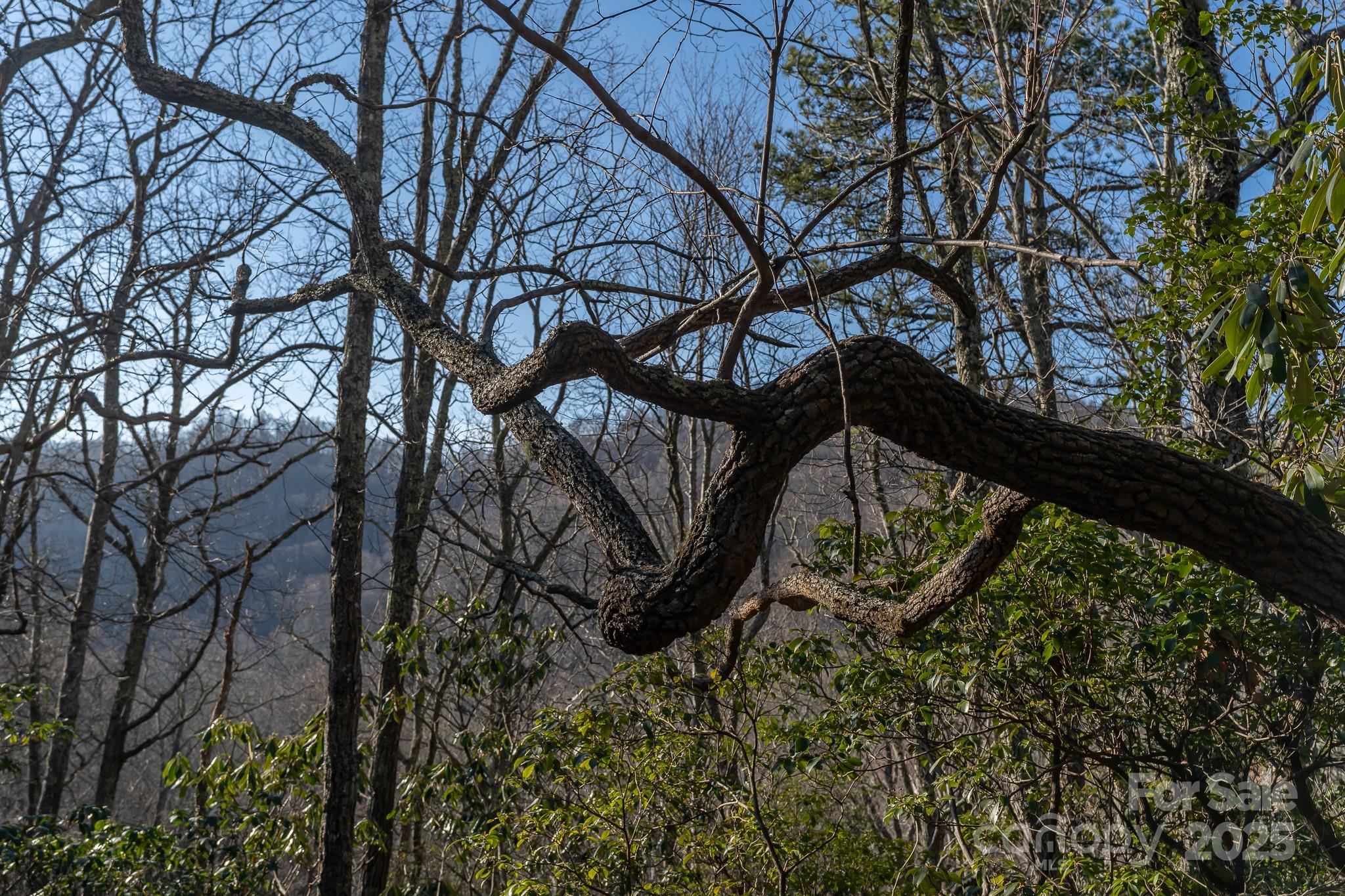 Fairview Forest - Land